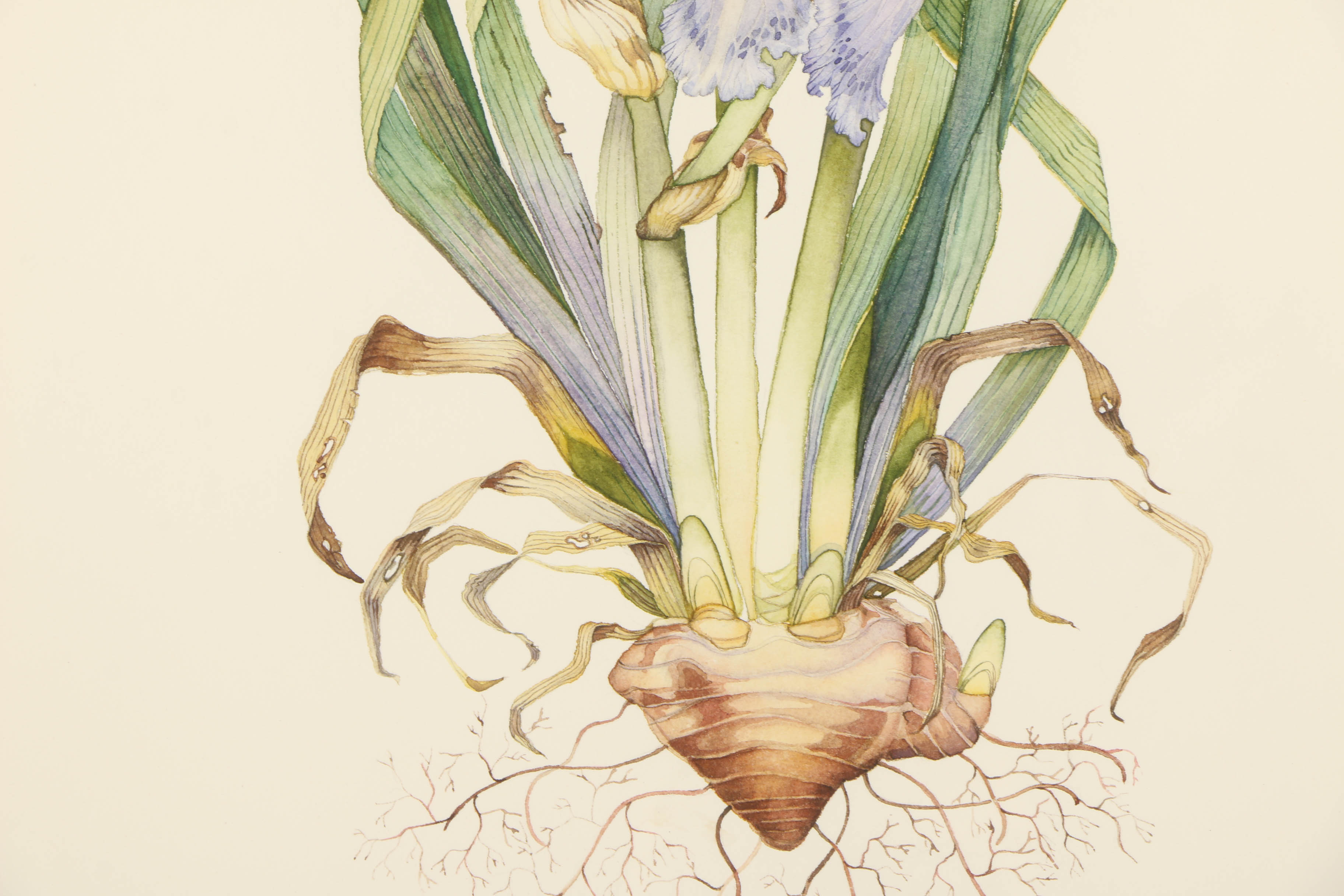 Diane Jackson Watercolor