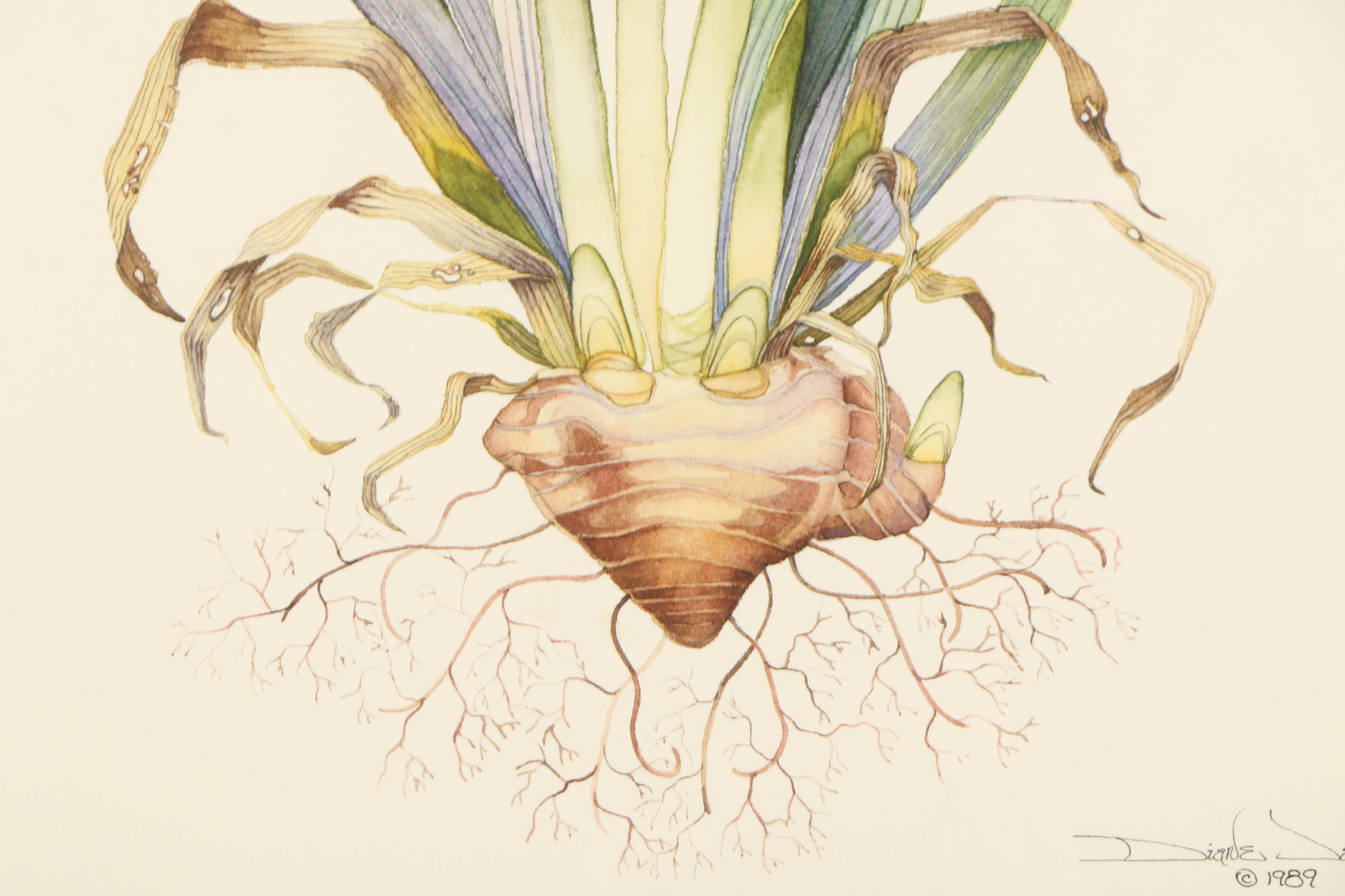 Diane Jackson Watercolor