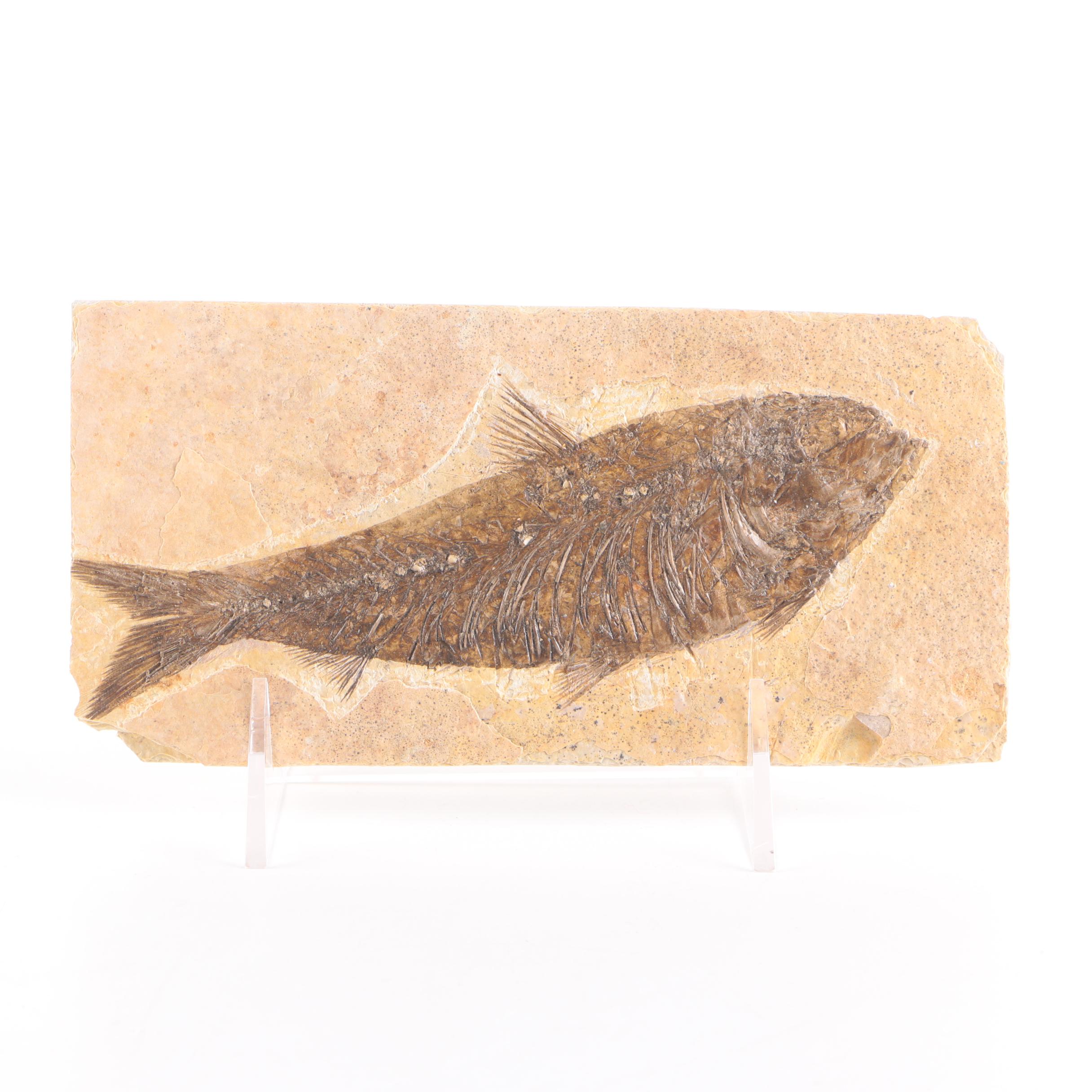 "Knightia" Fossil Fish Specimen