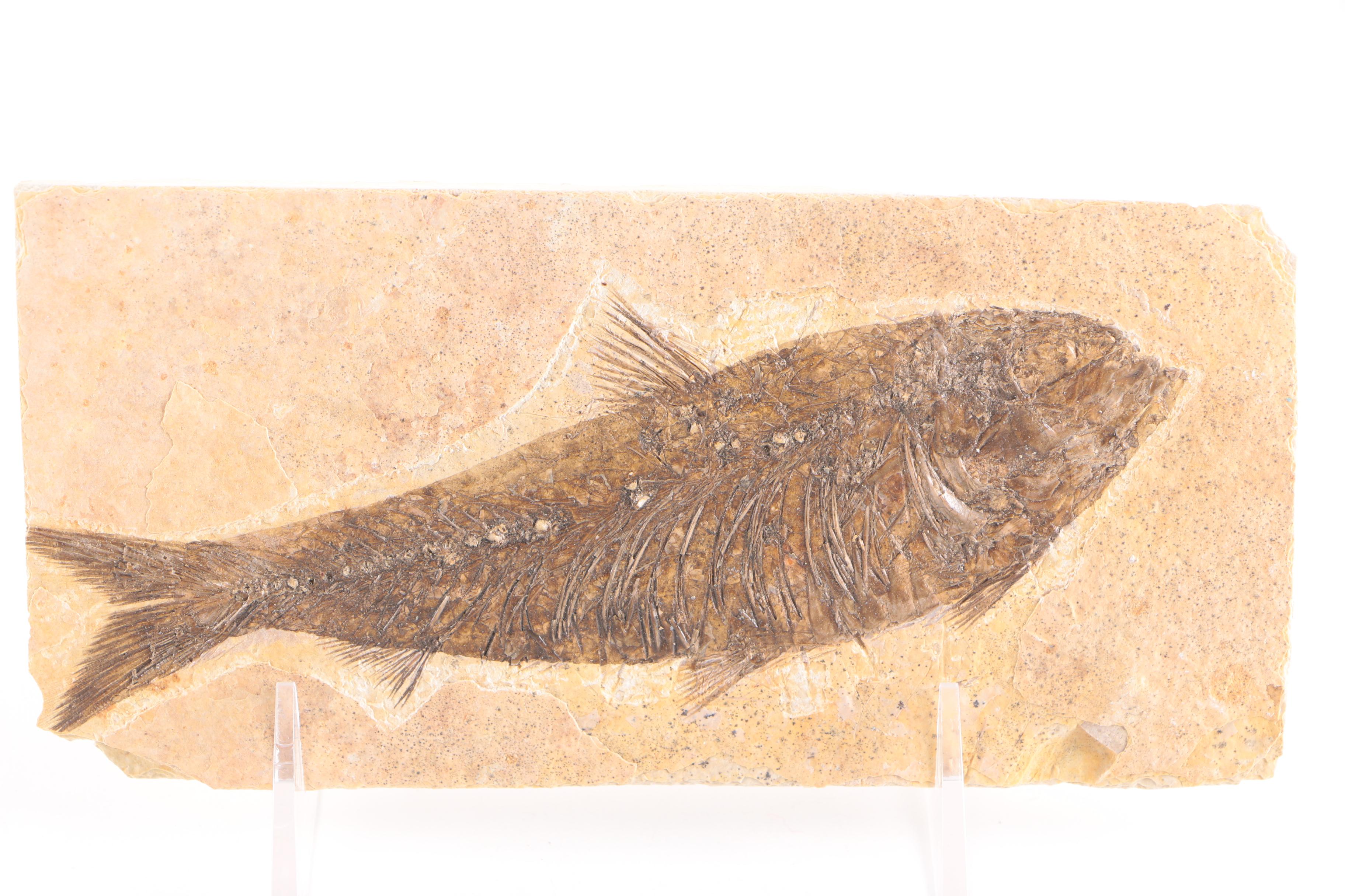 "Knightia" Fossil Fish Specimen