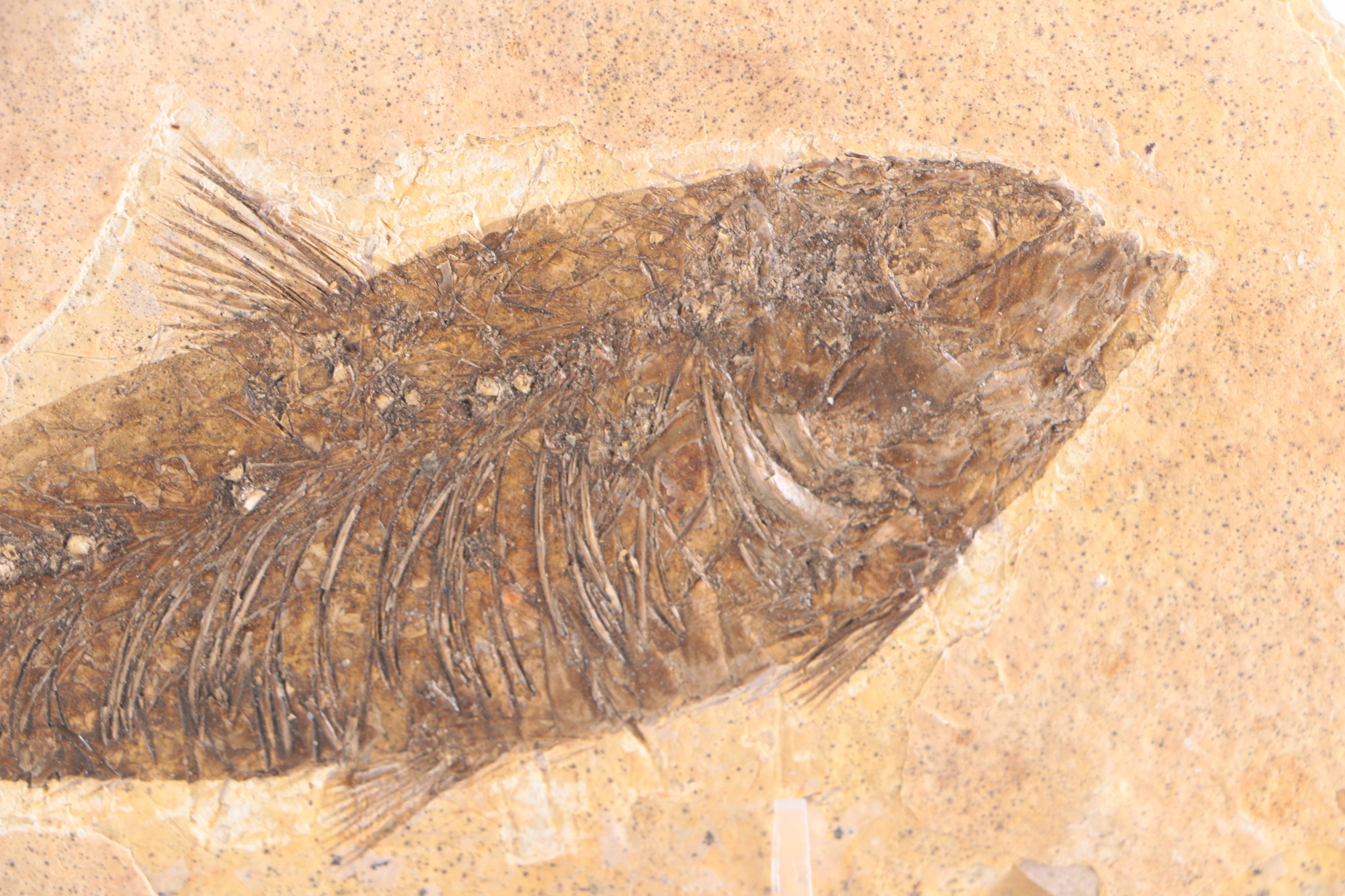"Knightia" Fossil Fish Specimen