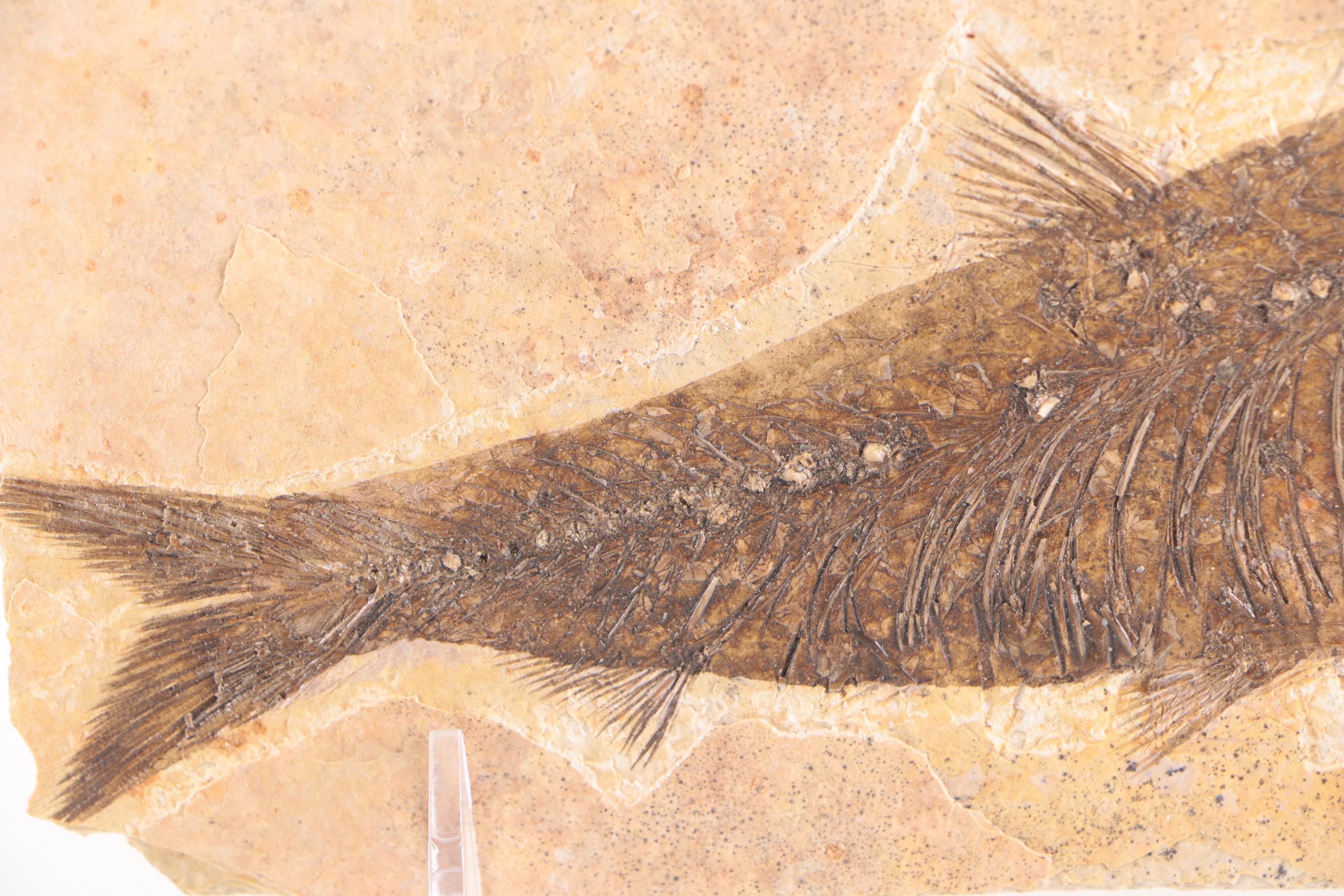 "Knightia" Fossil Fish Specimen