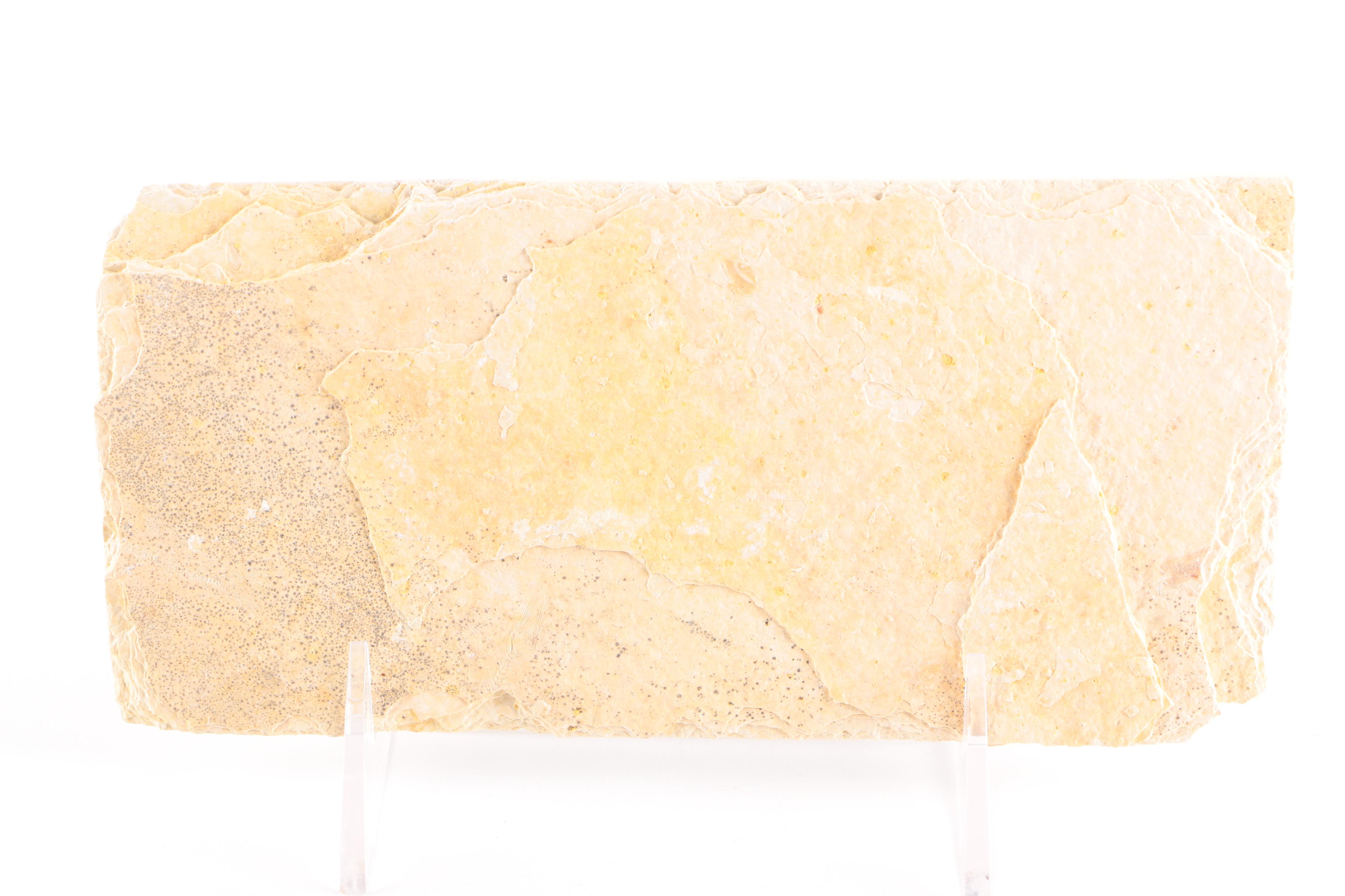 "Knightia" Fossil Fish Specimen