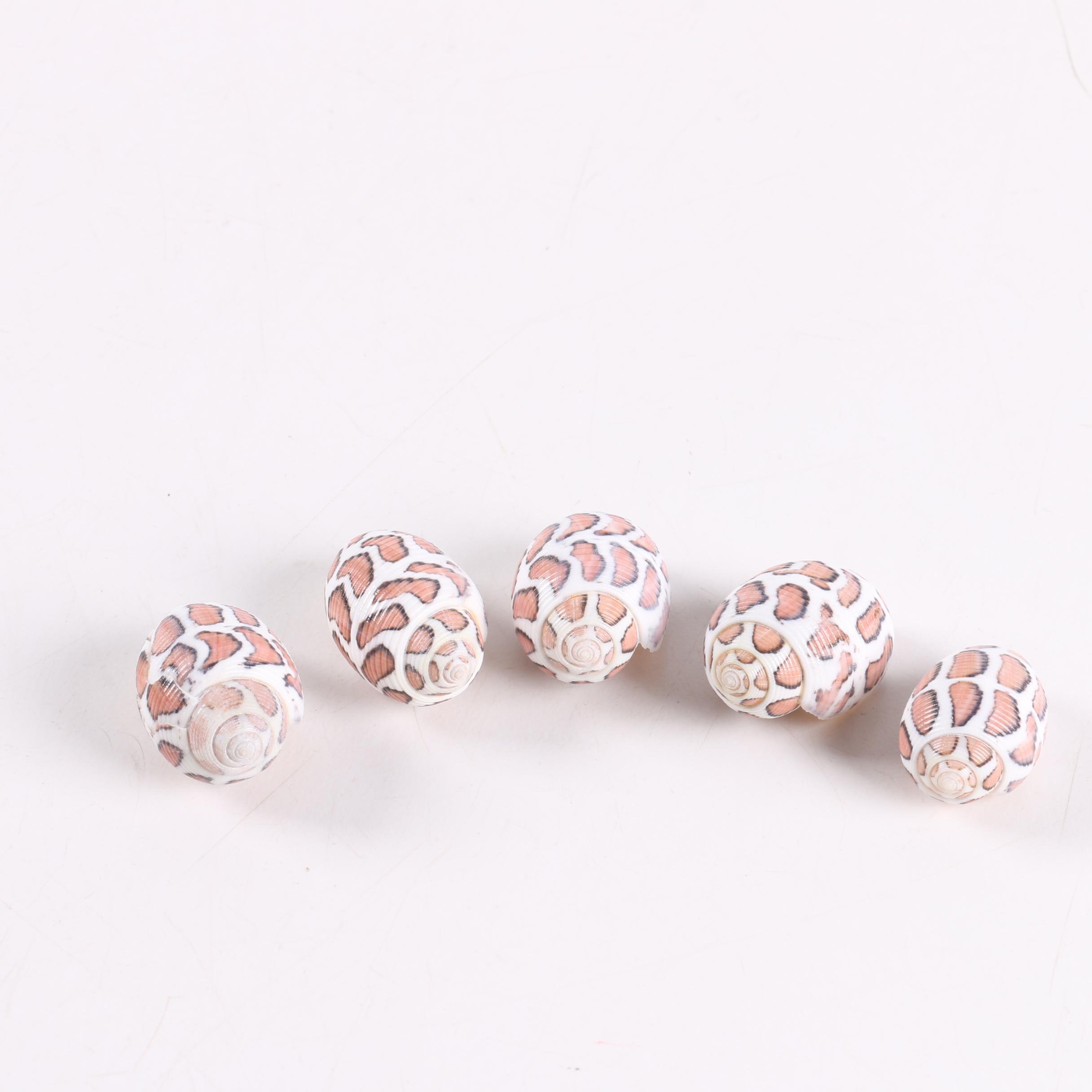 Recent "Acteon Eloiseae" Gastropod Shells