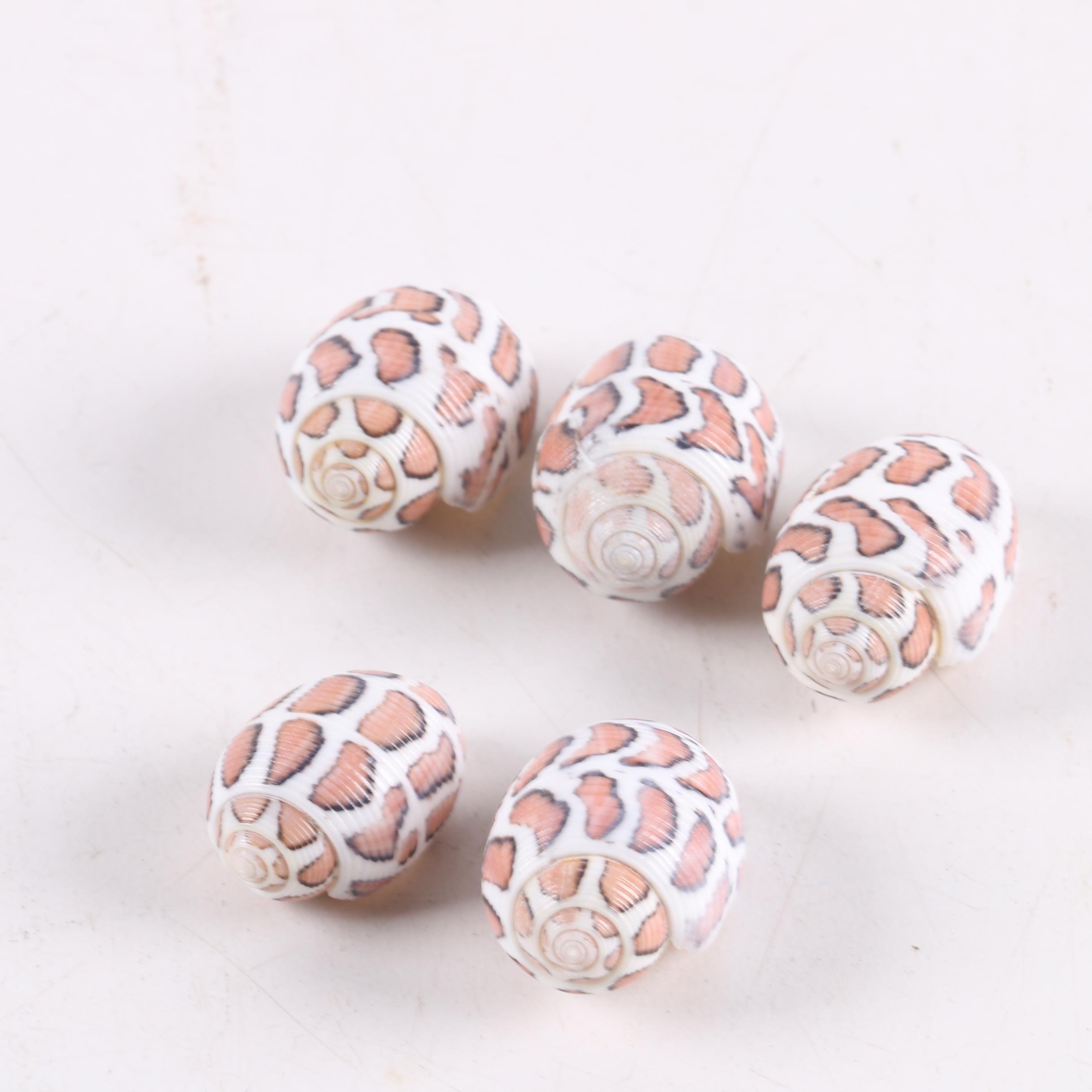 Recent "Acteon Eloiseae" Gastropod Shells