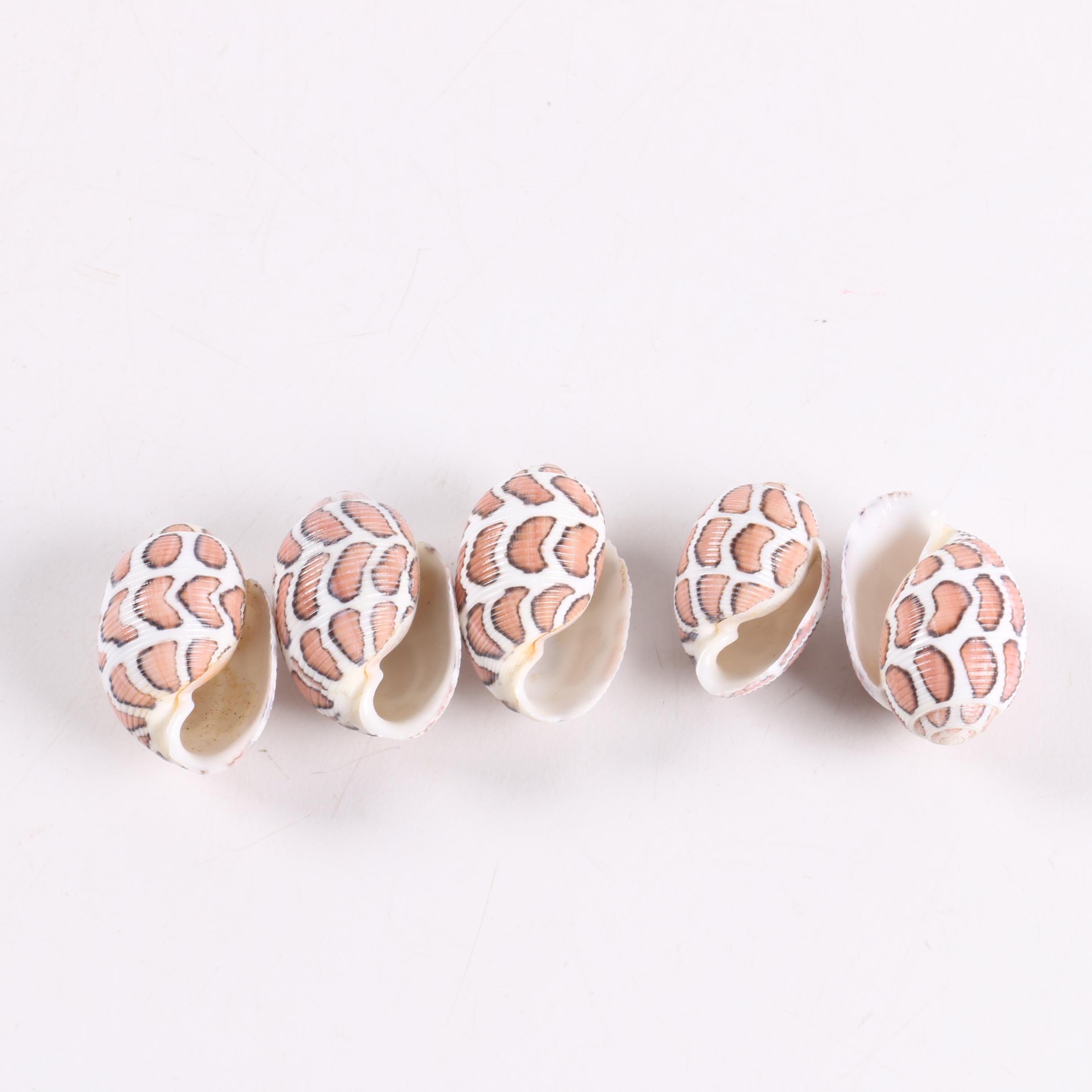 Recent "Acteon Eloiseae" Gastropod Shells