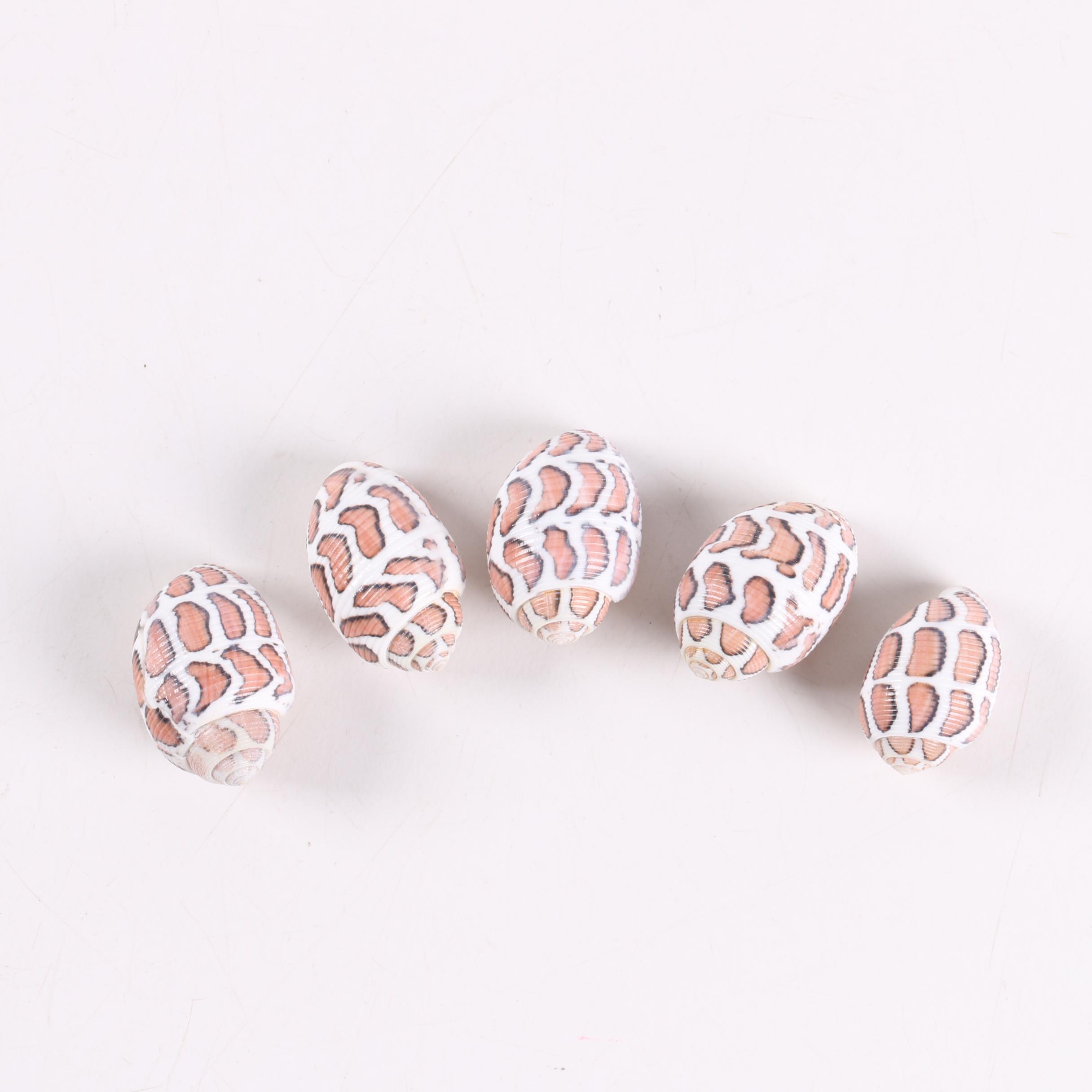 Recent "Acteon Eloiseae" Gastropod Shells
