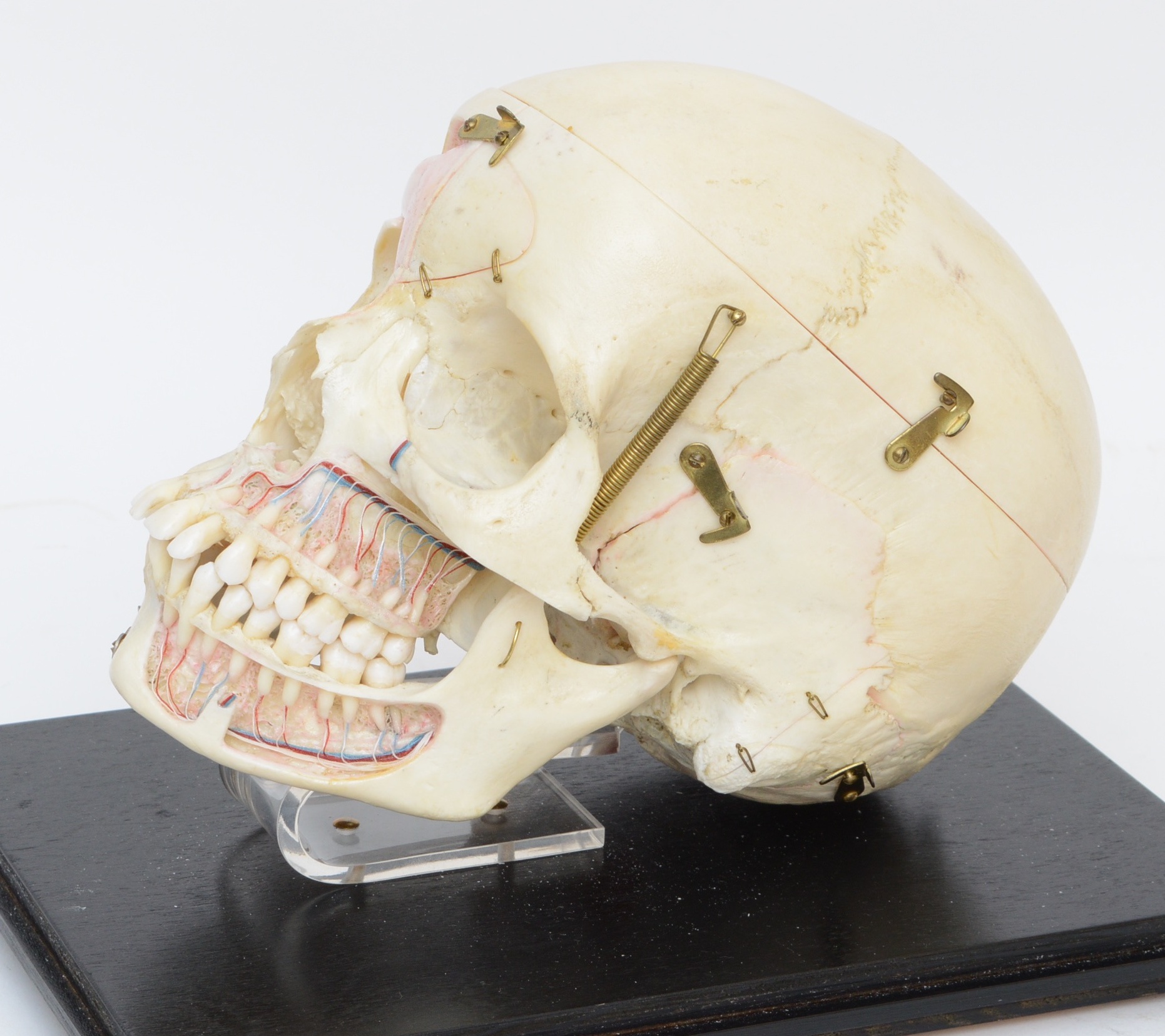 Authentic Human Anatomy Skull
