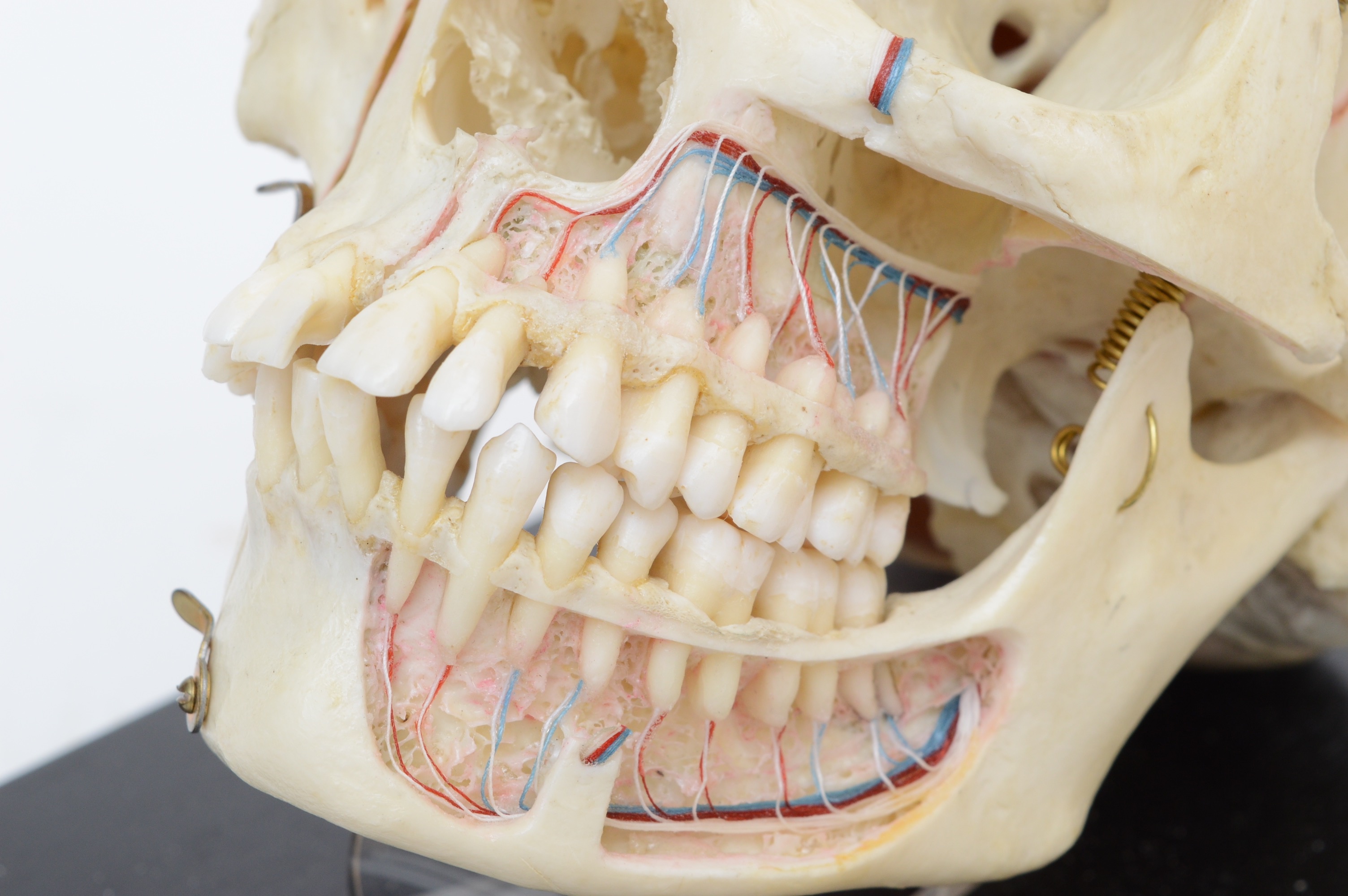 Authentic Human Anatomy Skull