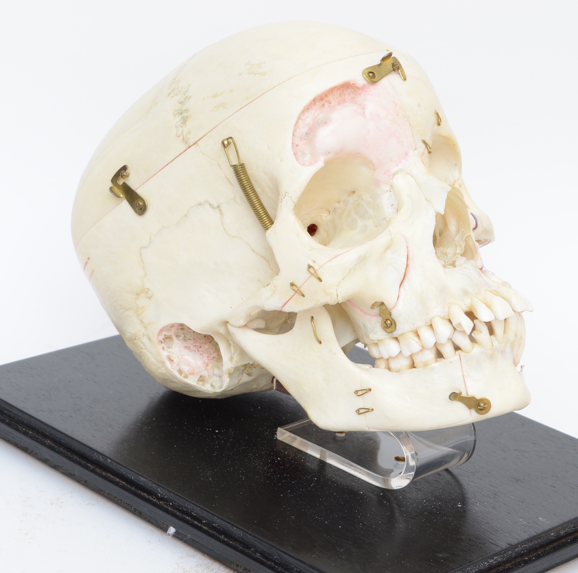 Authentic Human Anatomy Skull