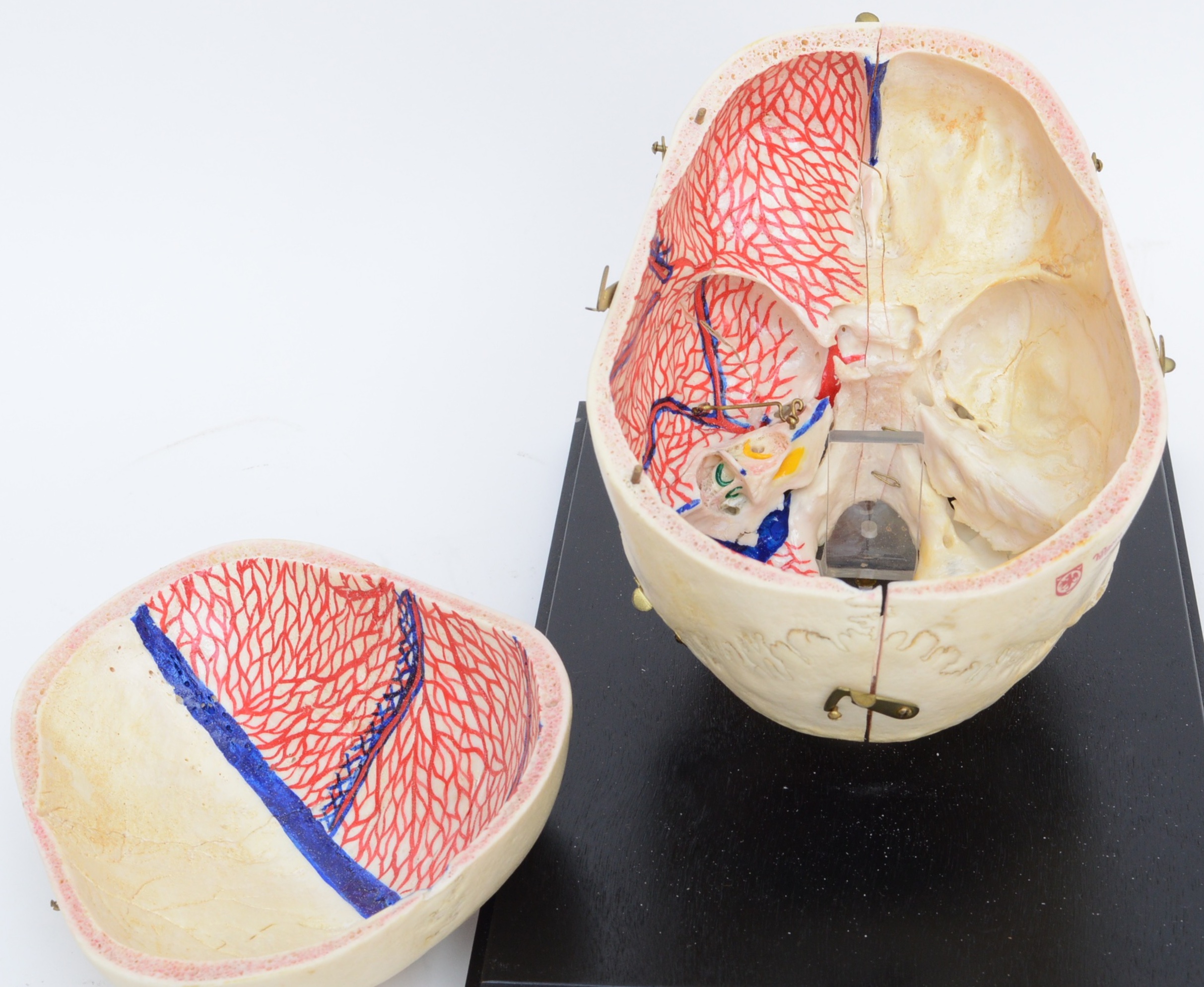 Authentic Human Anatomy Skull