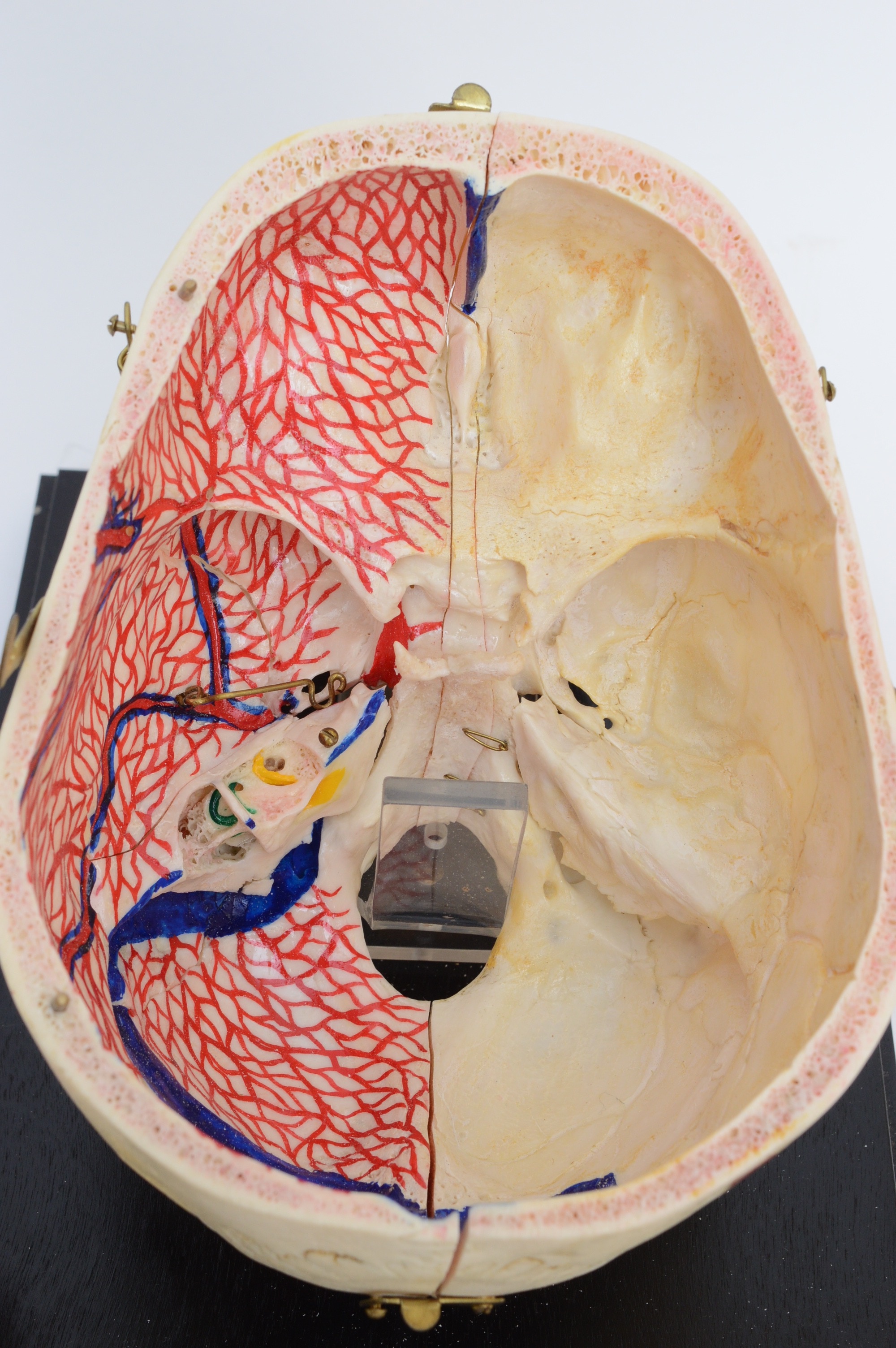 Authentic Human Anatomy Skull