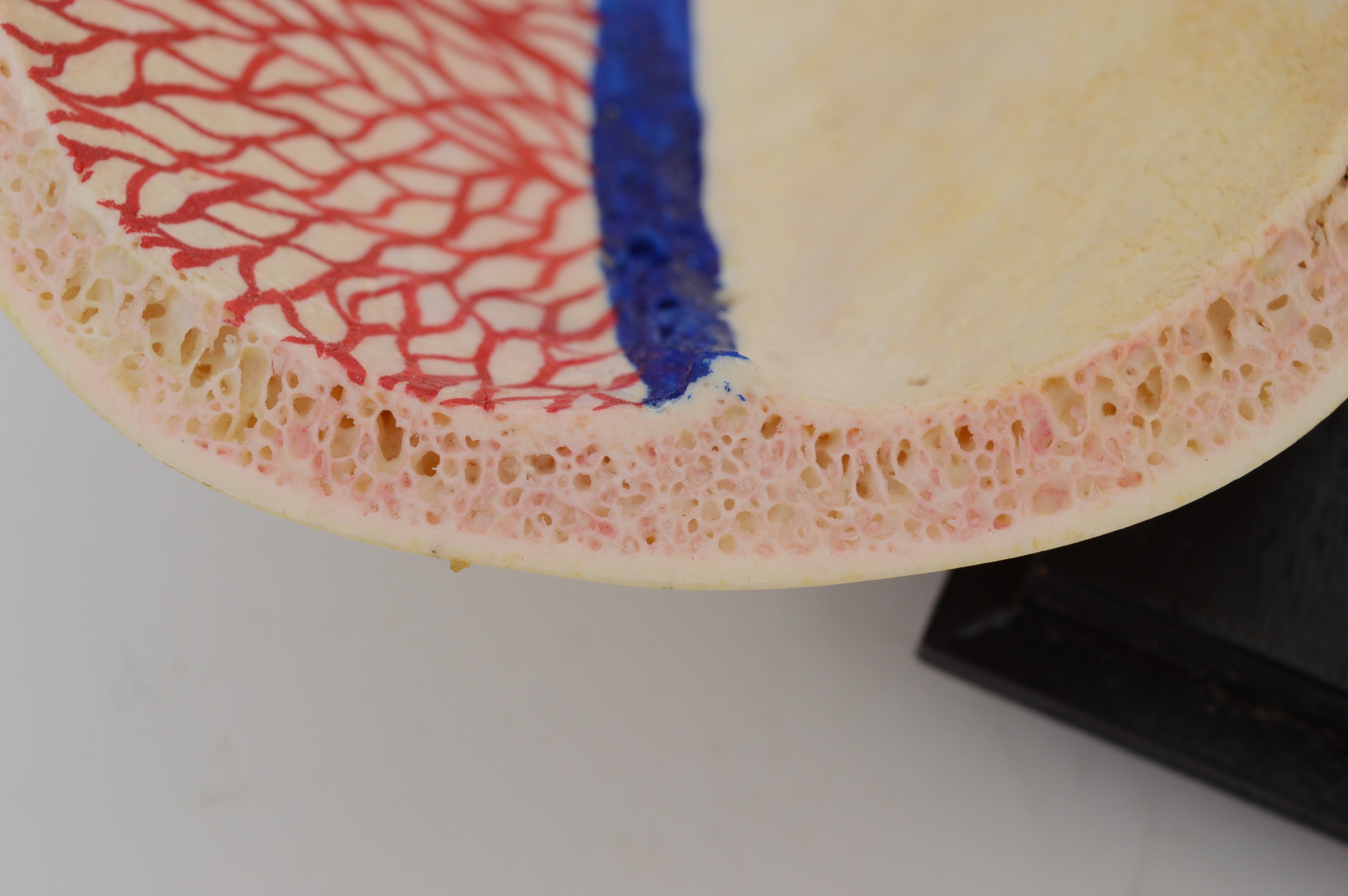 Authentic Human Anatomy Skull