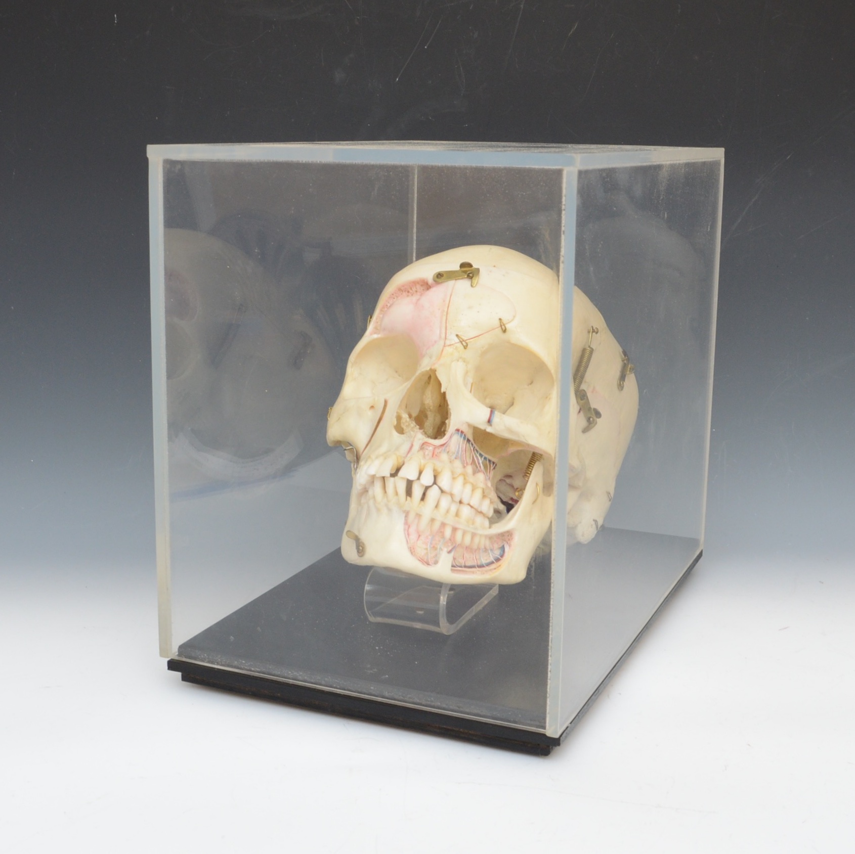 Authentic Human Anatomy Skull