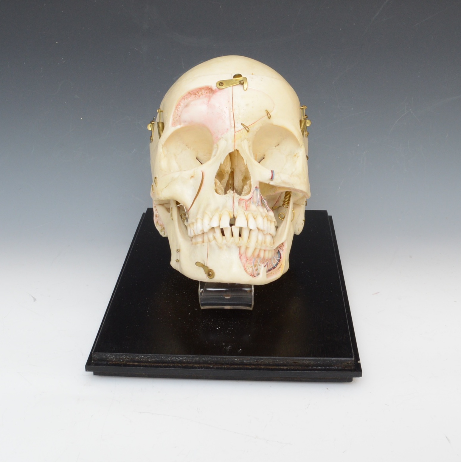 Authentic Human Anatomy Skull