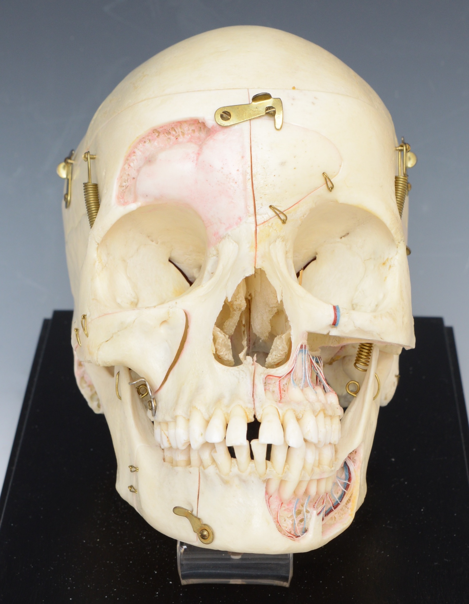 Authentic Human Anatomy Skull