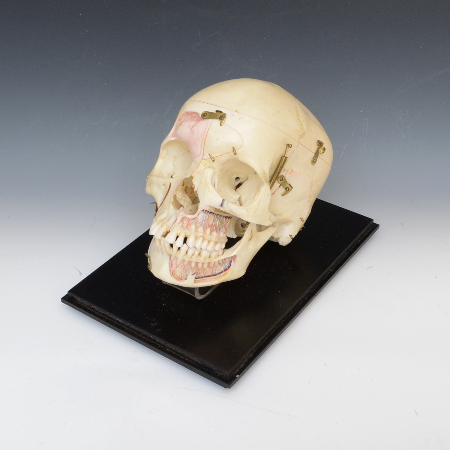 Authentic Human Anatomy Skull