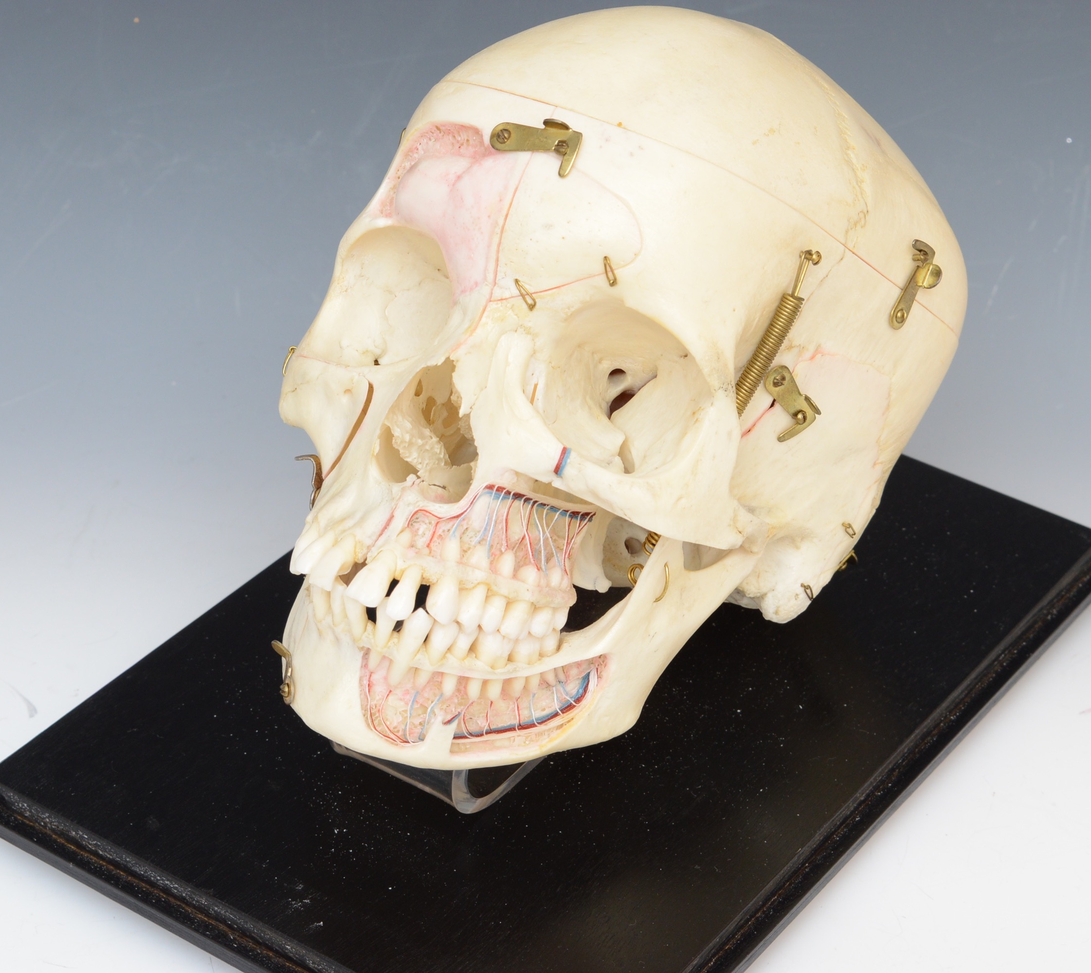 Authentic Human Anatomy Skull