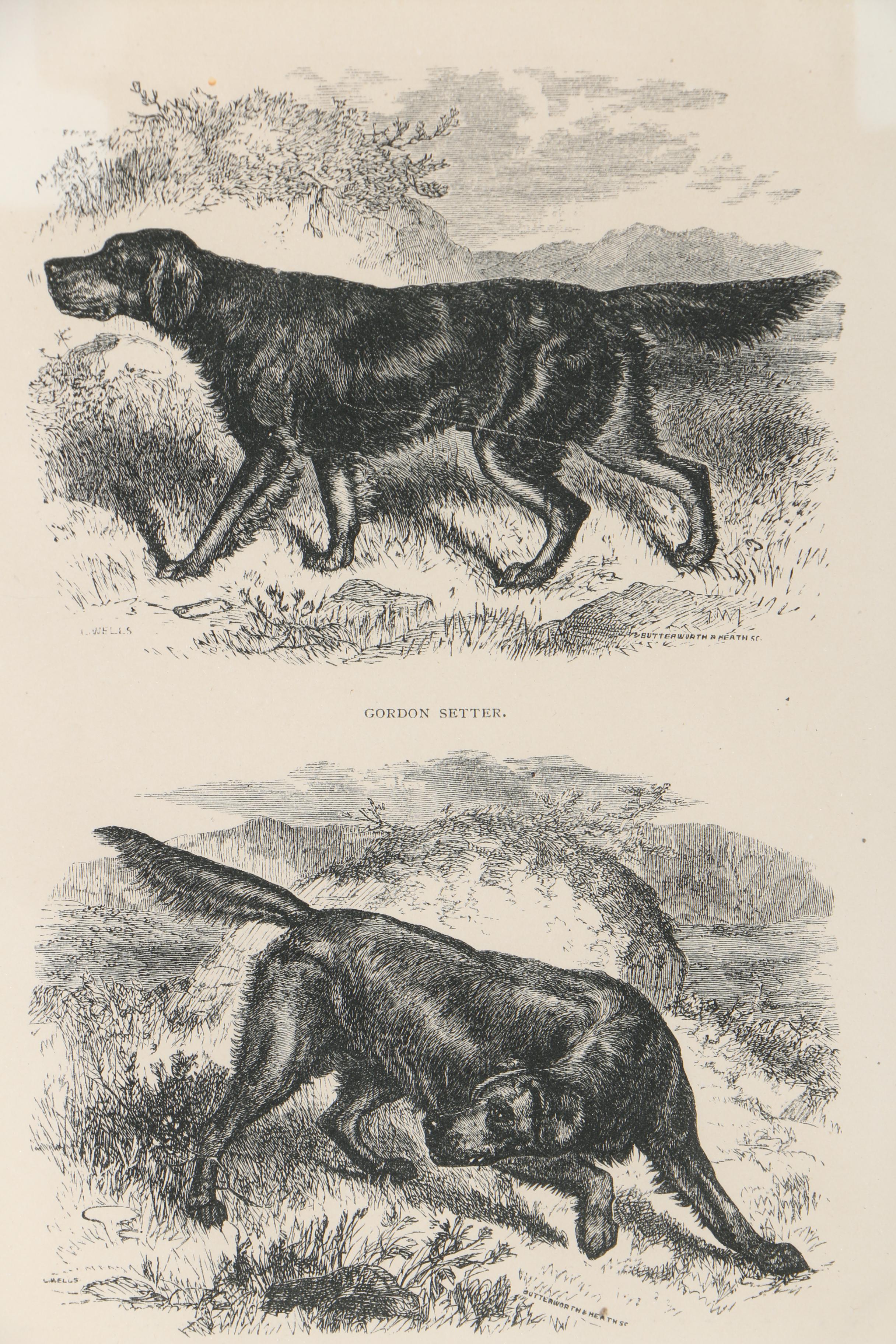 Lithograph After Butterworth and Heath of Gordon Setter and Irish Setter