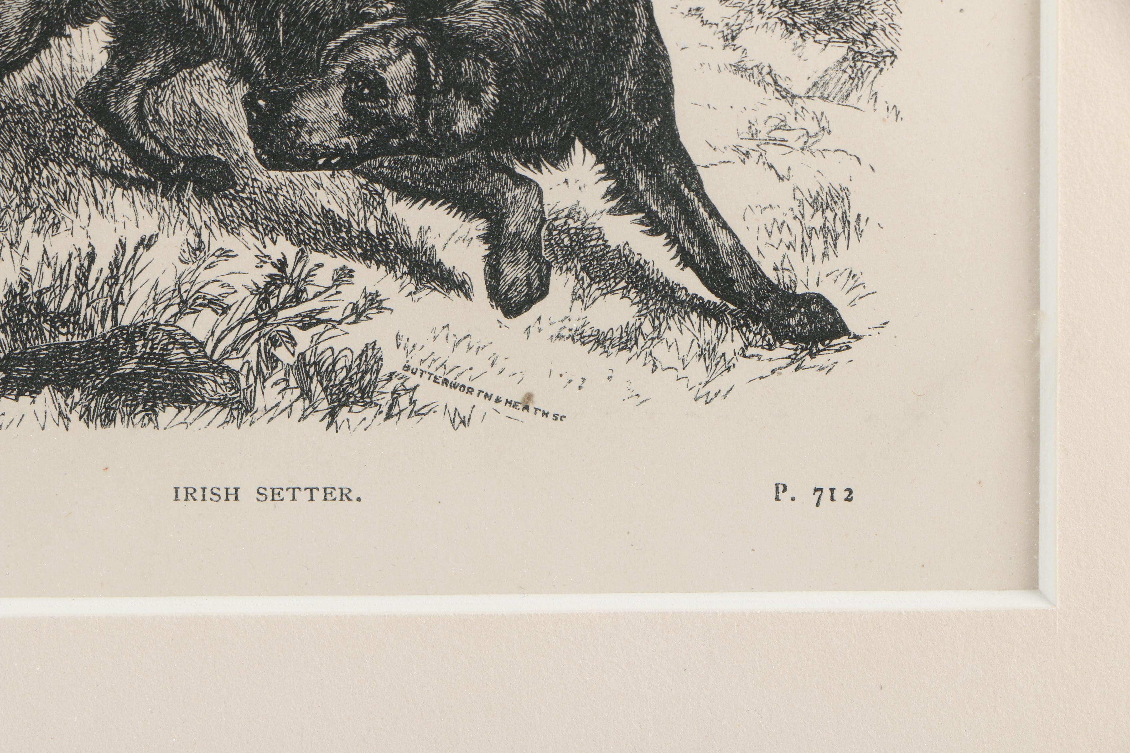 Lithograph After Butterworth and Heath of Gordon Setter and Irish Setter