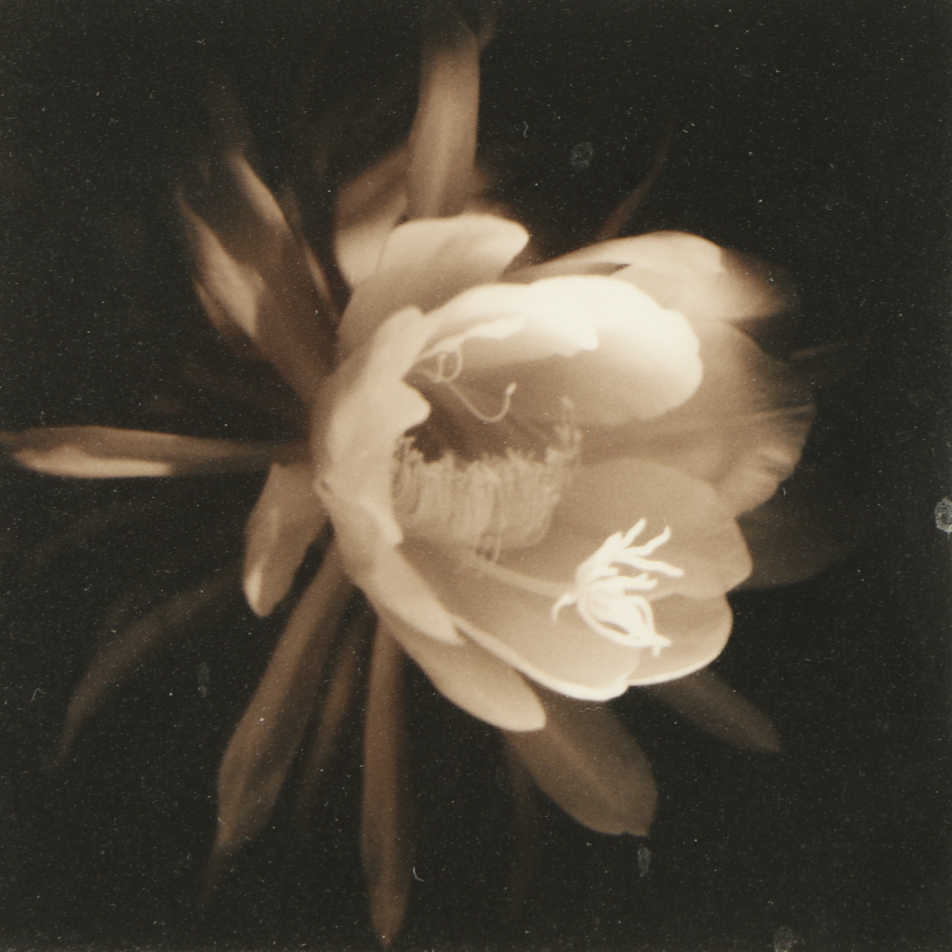 H.D.C Sepia Photograph of Flower