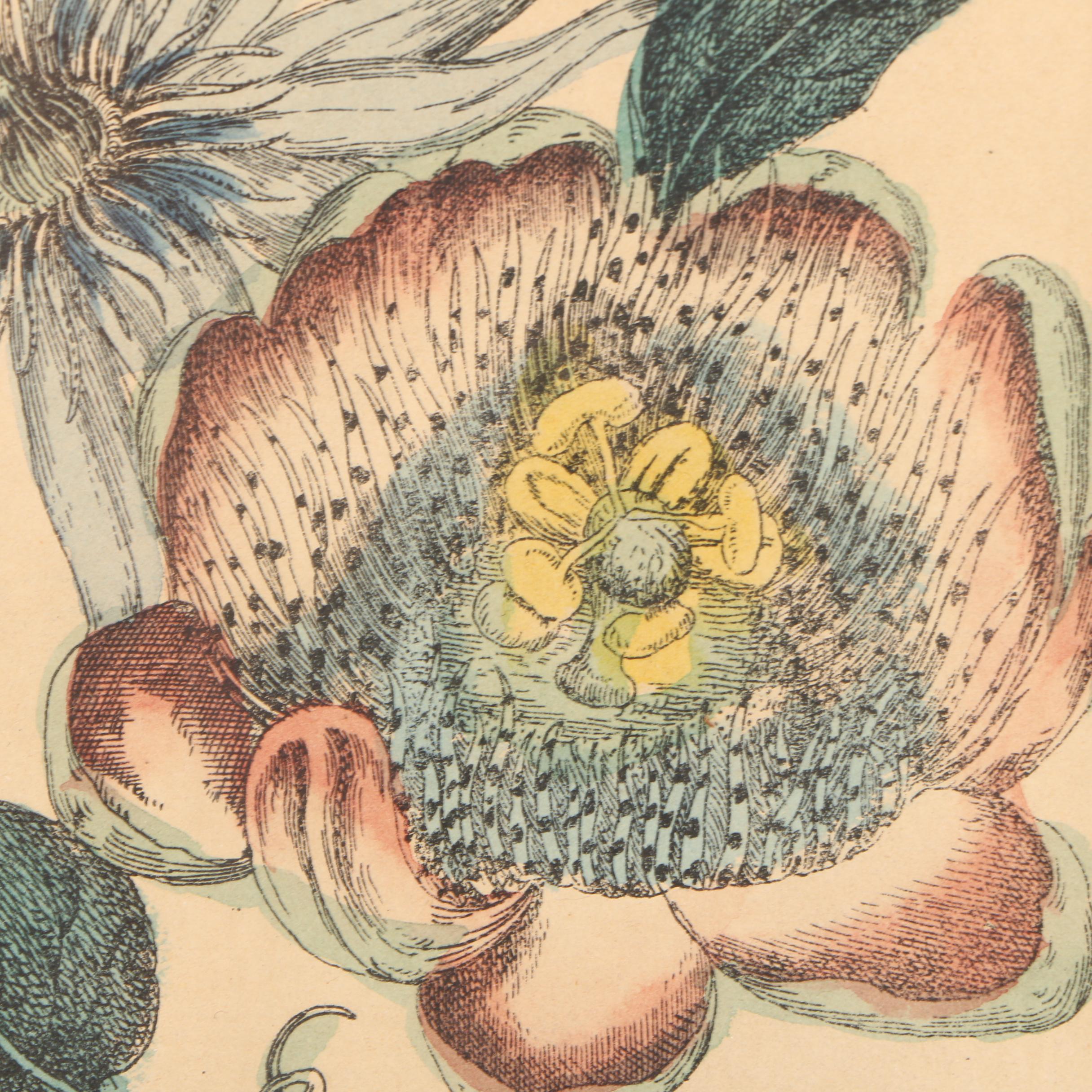 Antique Hand Colored Lithographs of Flowers