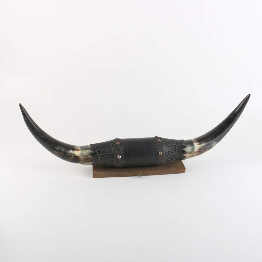 Mounted Bovine Horns
