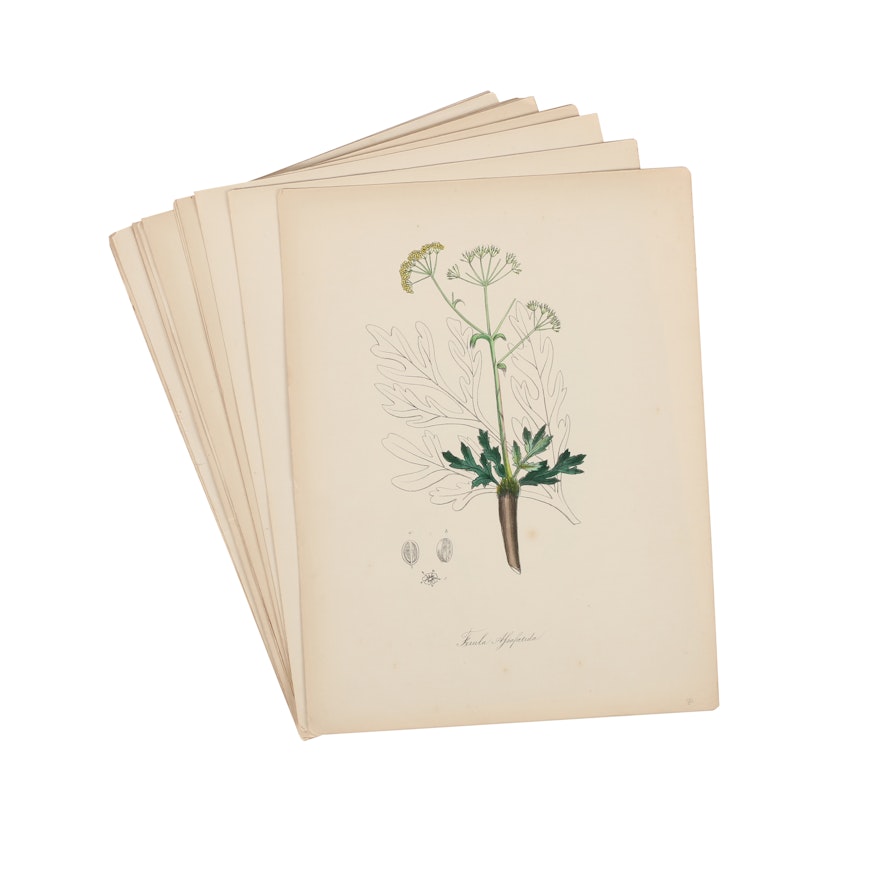 Collection of Botanical Lithographs