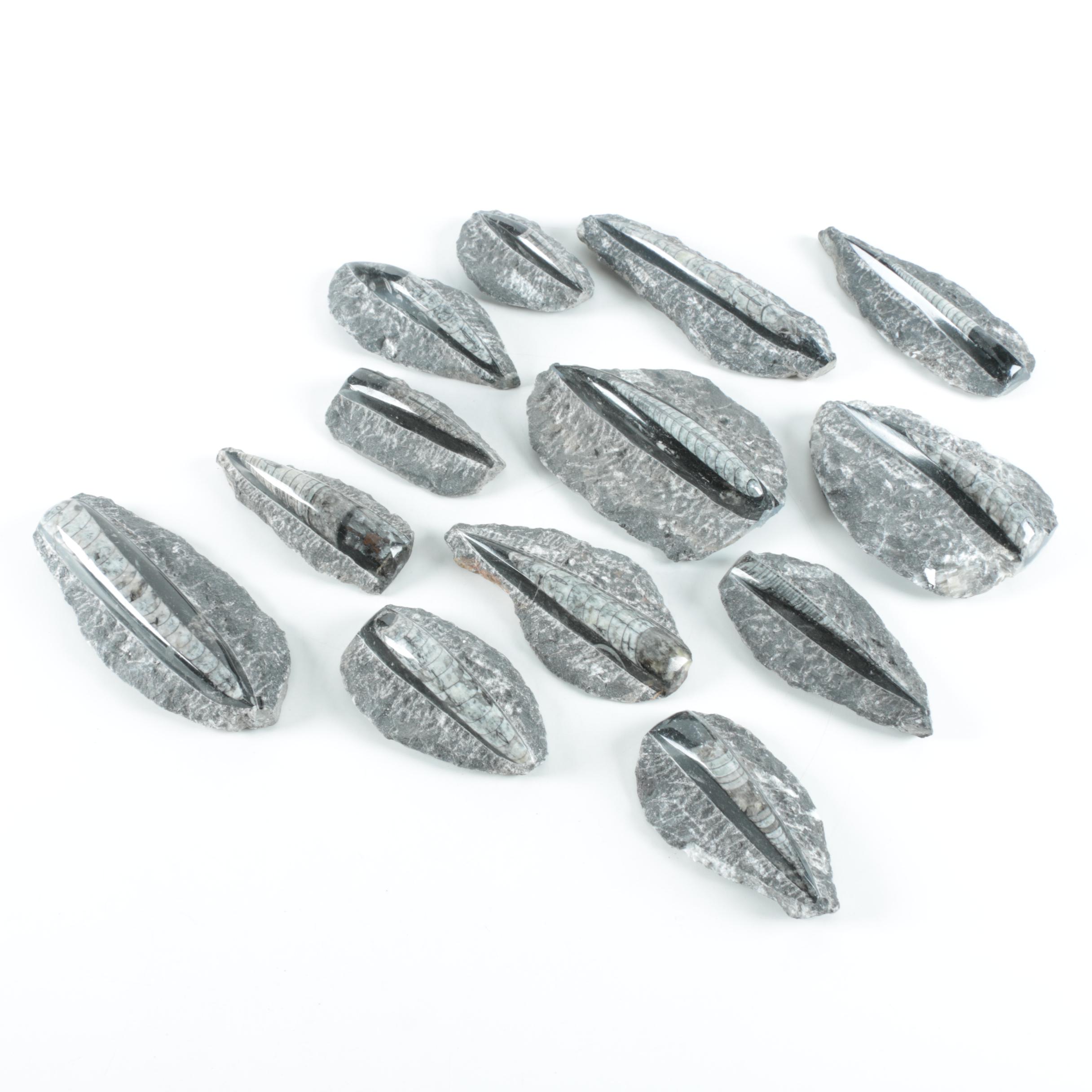 Orthoconic Cephalopod Specimens