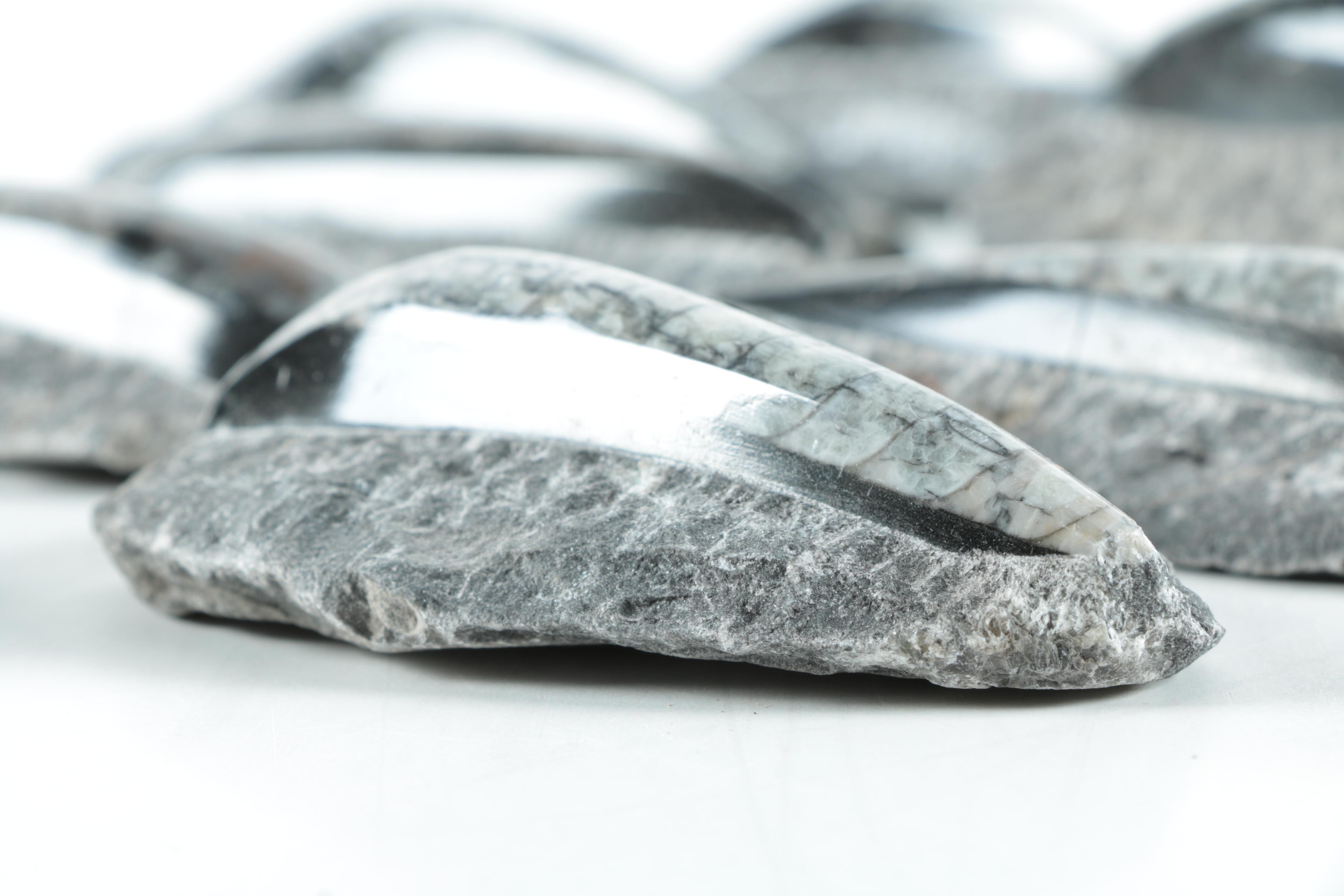 Orthoconic Cephalopod Specimens