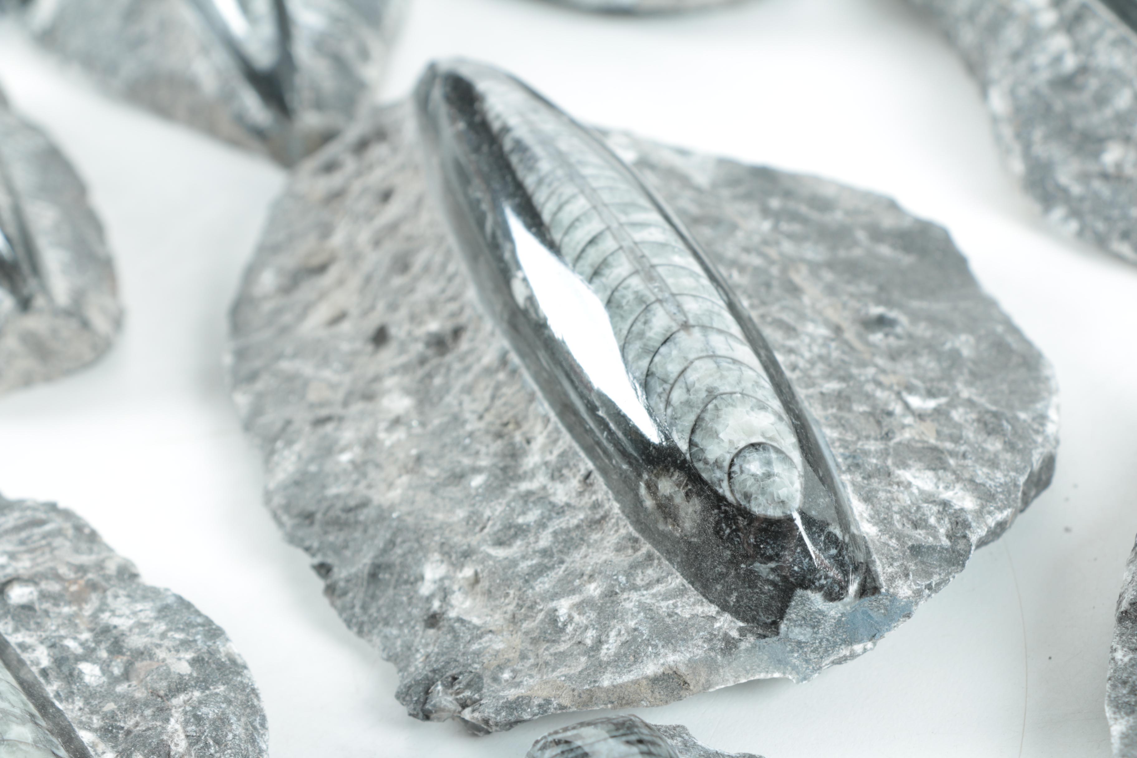 Orthoconic Cephalopod Specimens