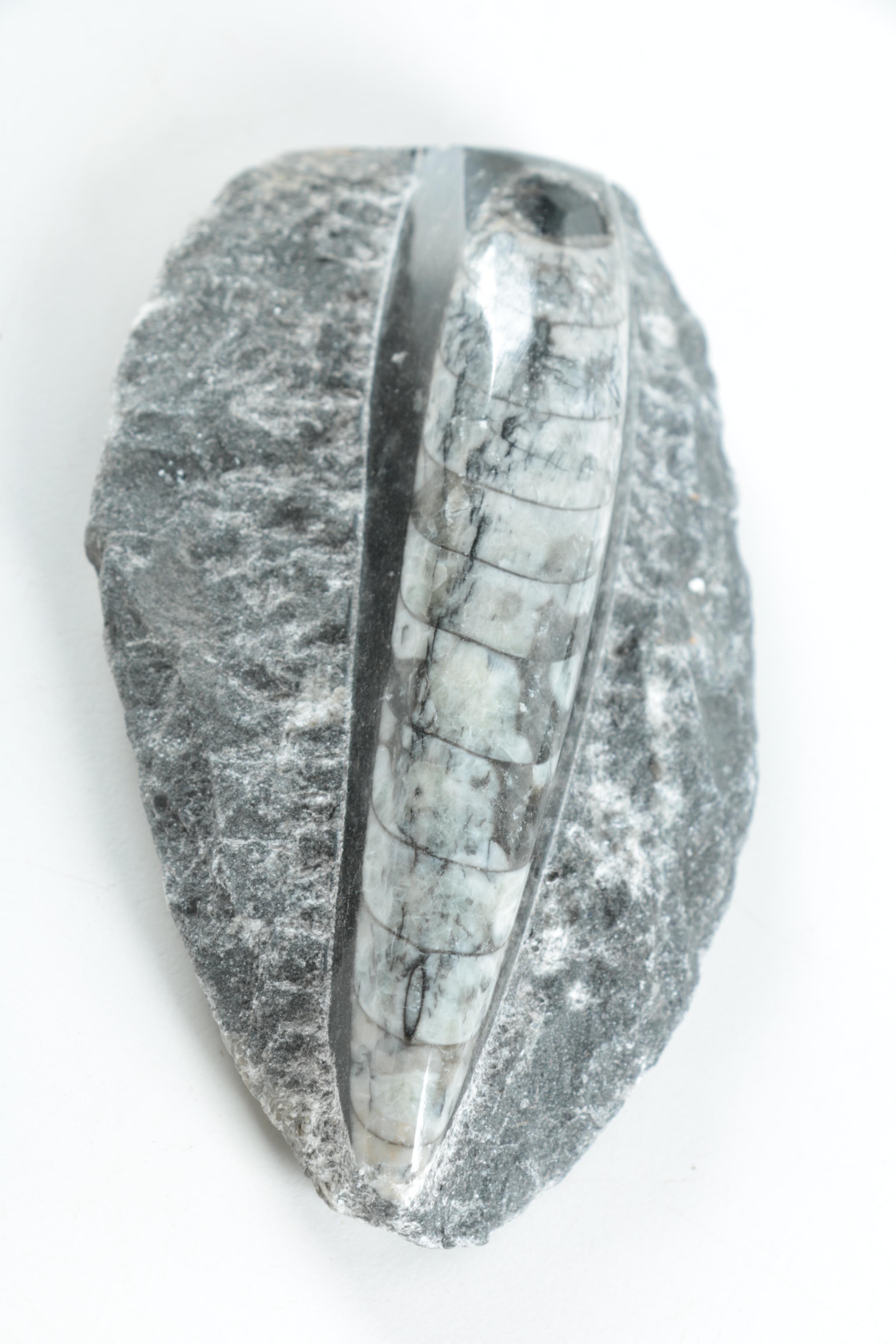 Orthoconic Cephalopod Specimens