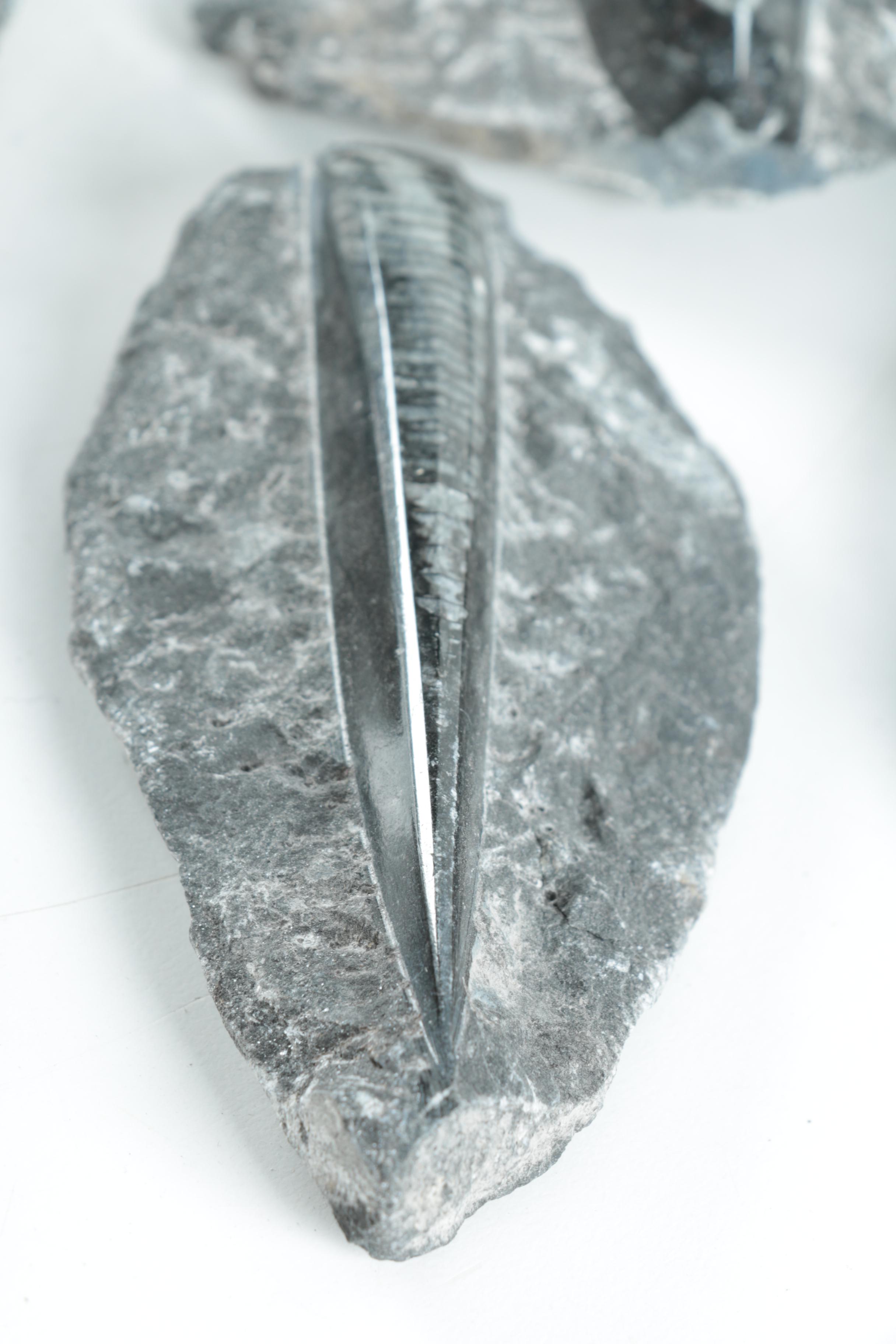 Orthoconic Cephalopod Specimens