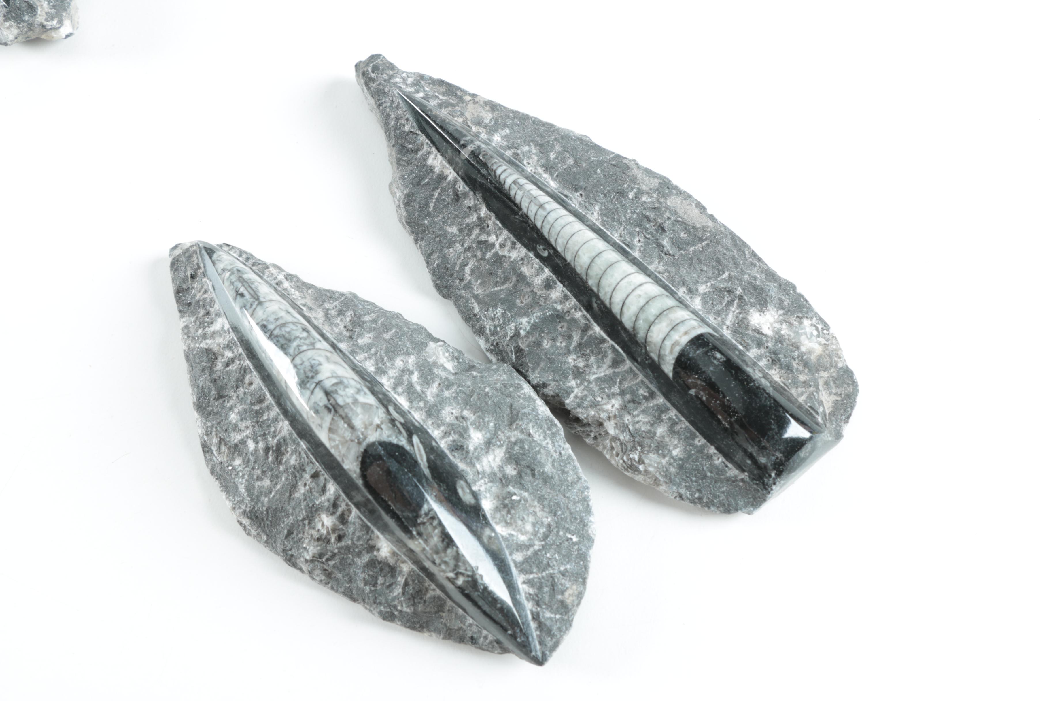 Orthoconic Cephalopod Specimens