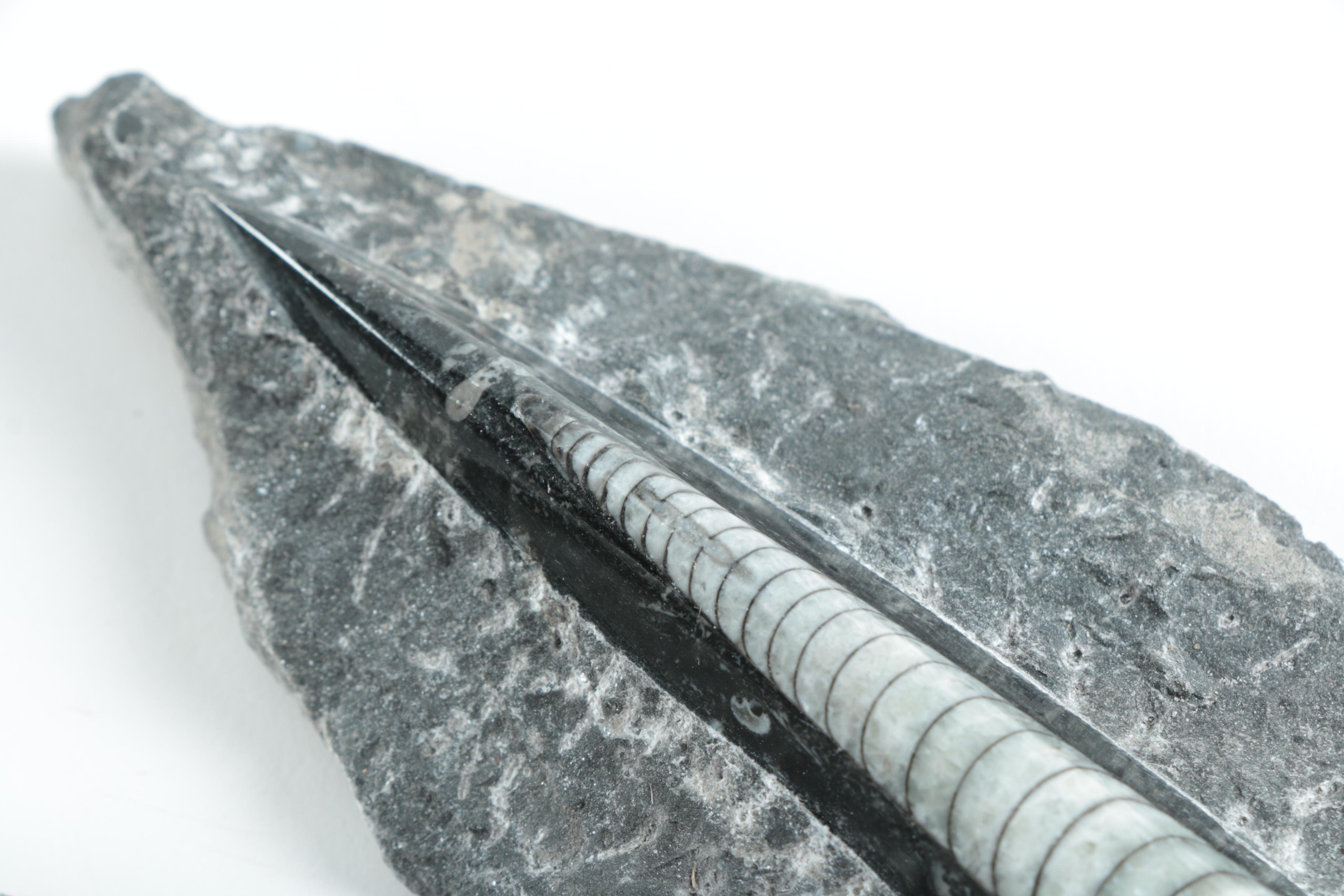 Orthoconic Cephalopod Specimens