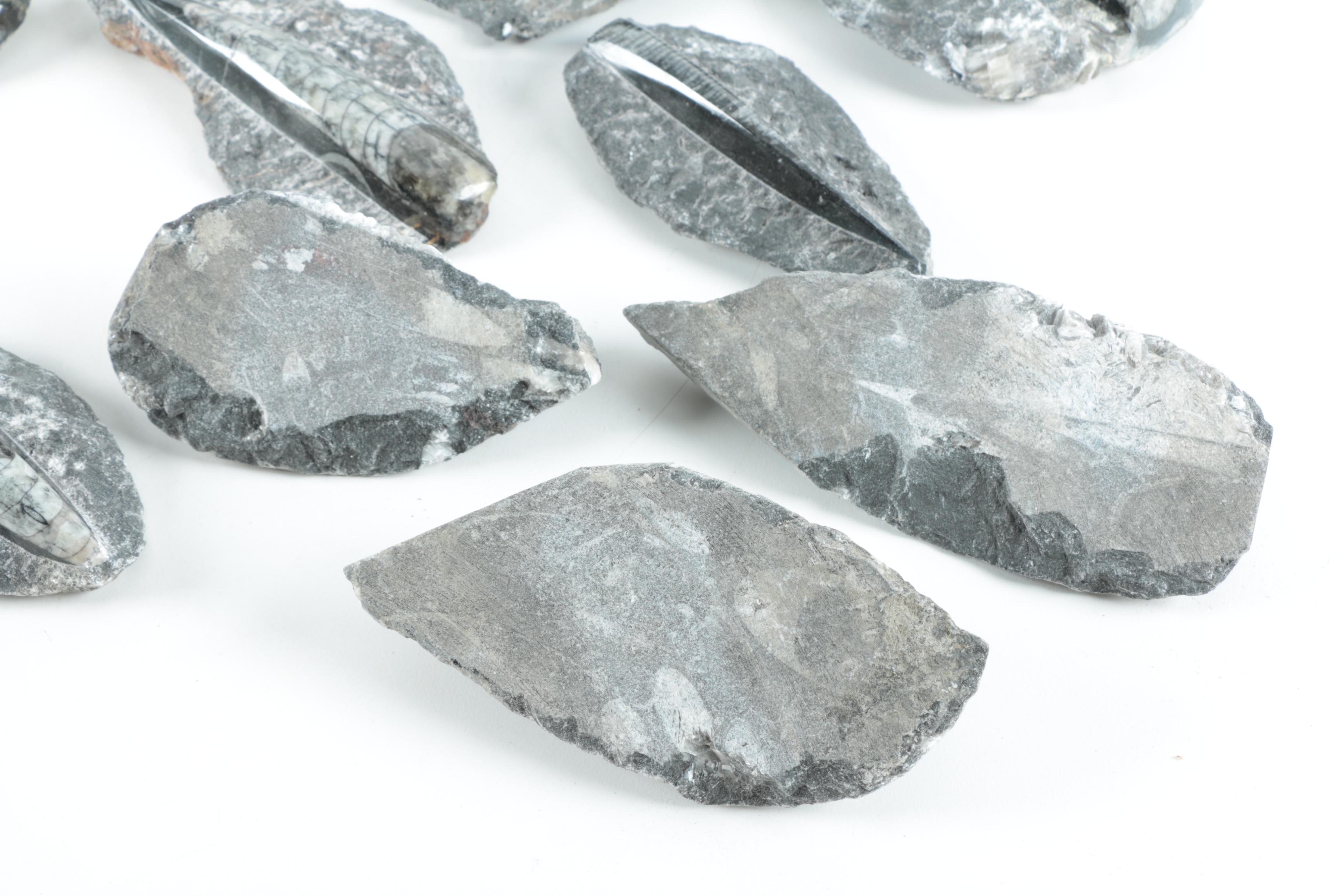 Orthoconic Cephalopod Specimens