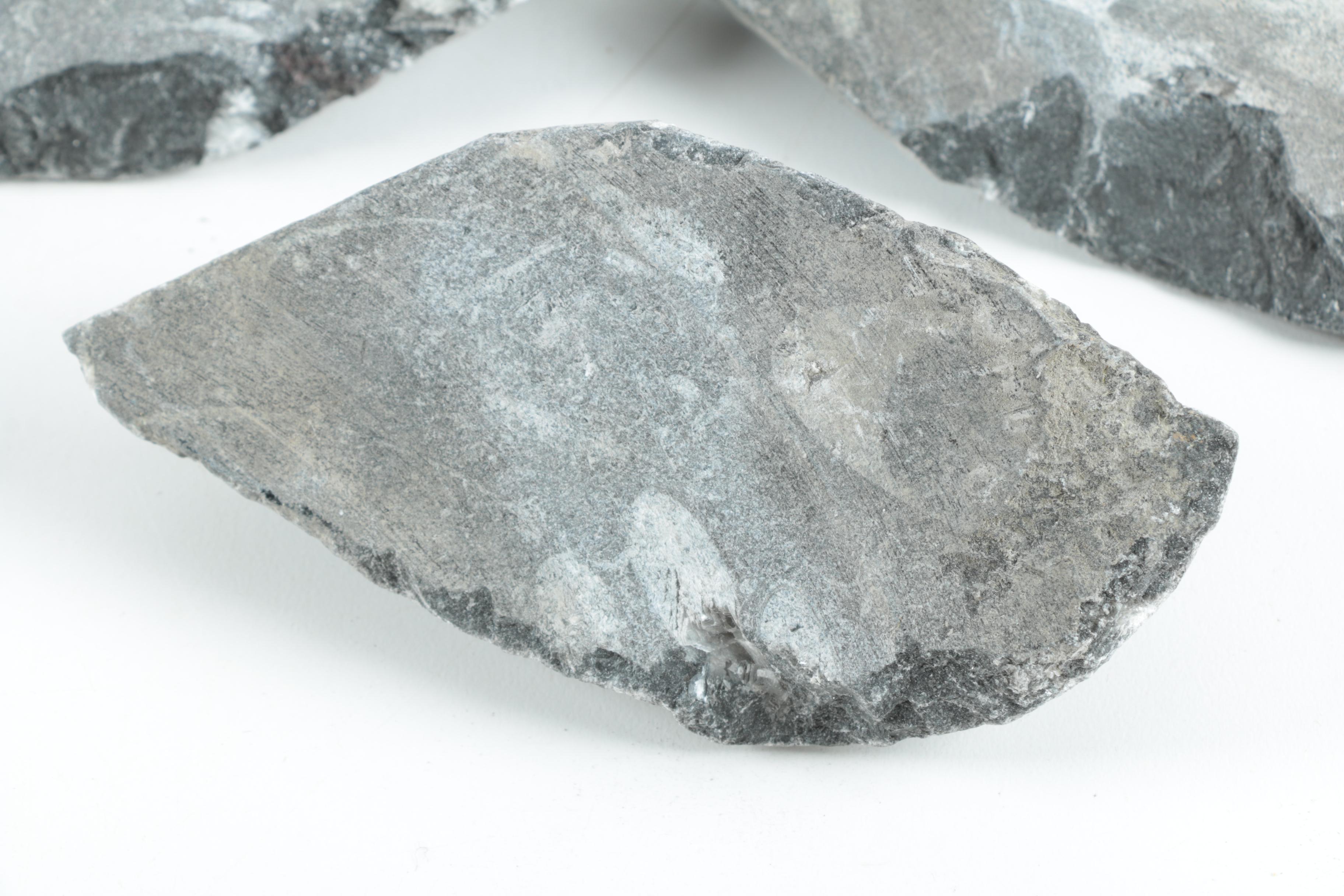 Orthoconic Cephalopod Specimens