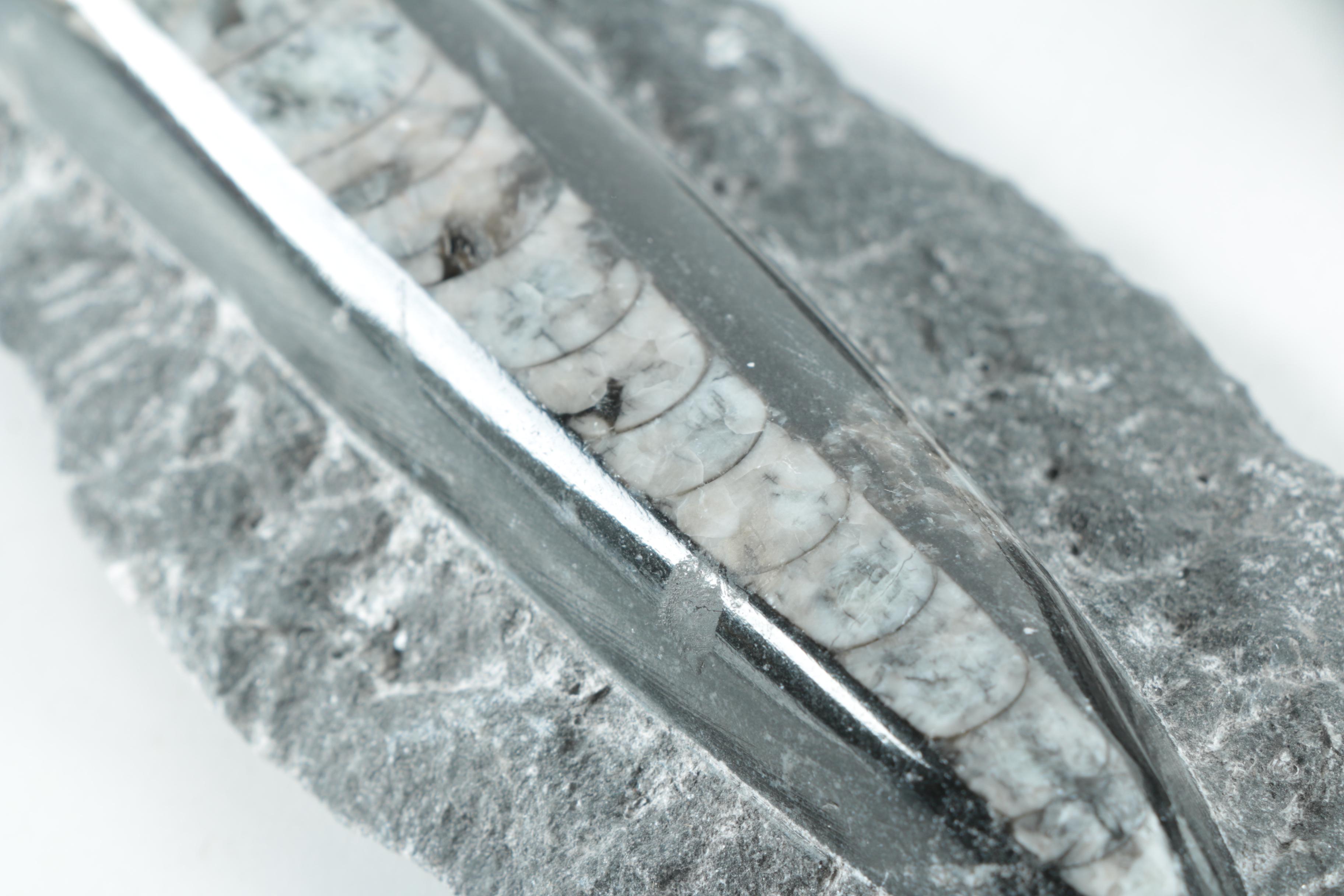 Orthoconic Cephalopod Specimens