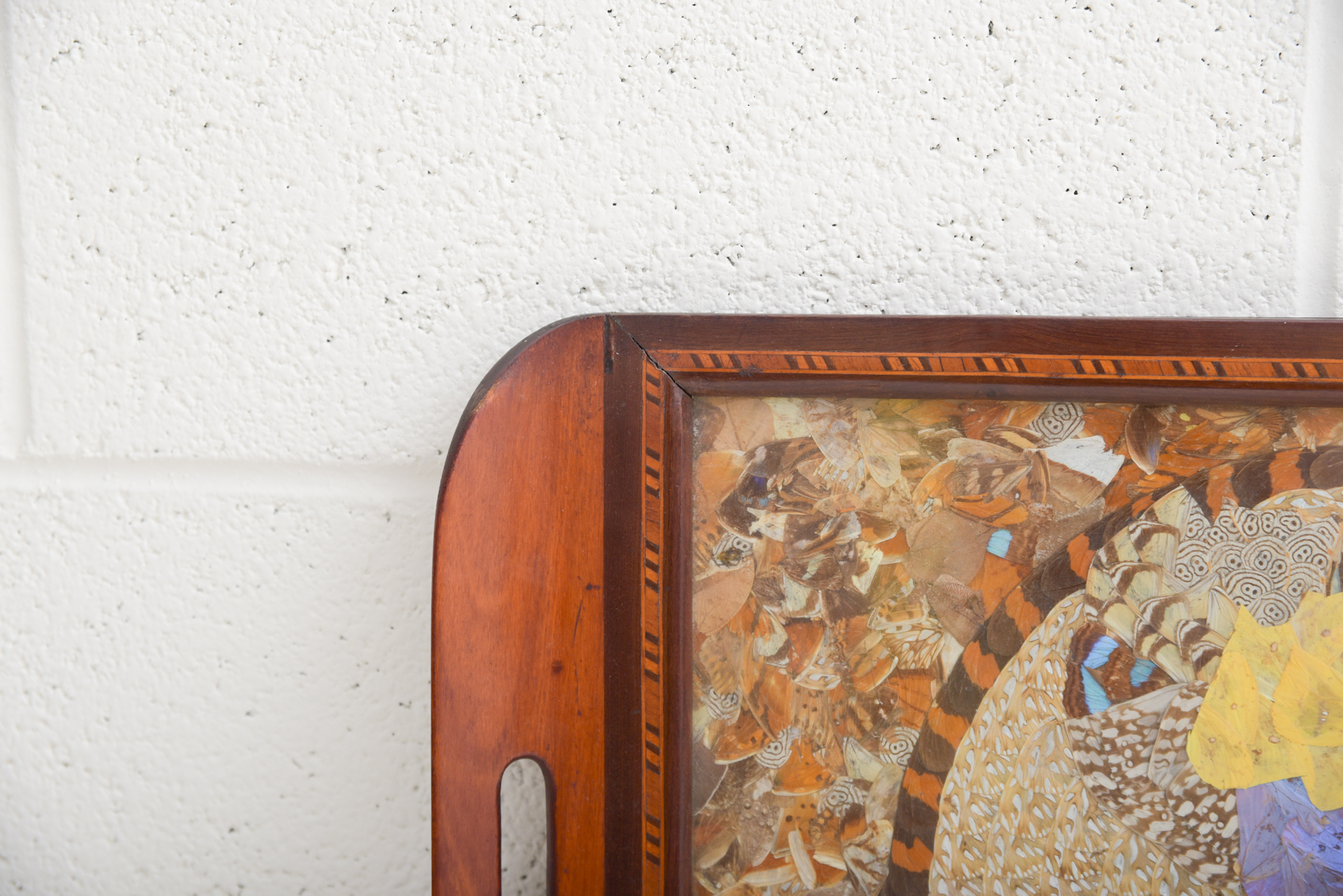 Butterfly Wing Collage Serving Tray Depicting Depicting South America