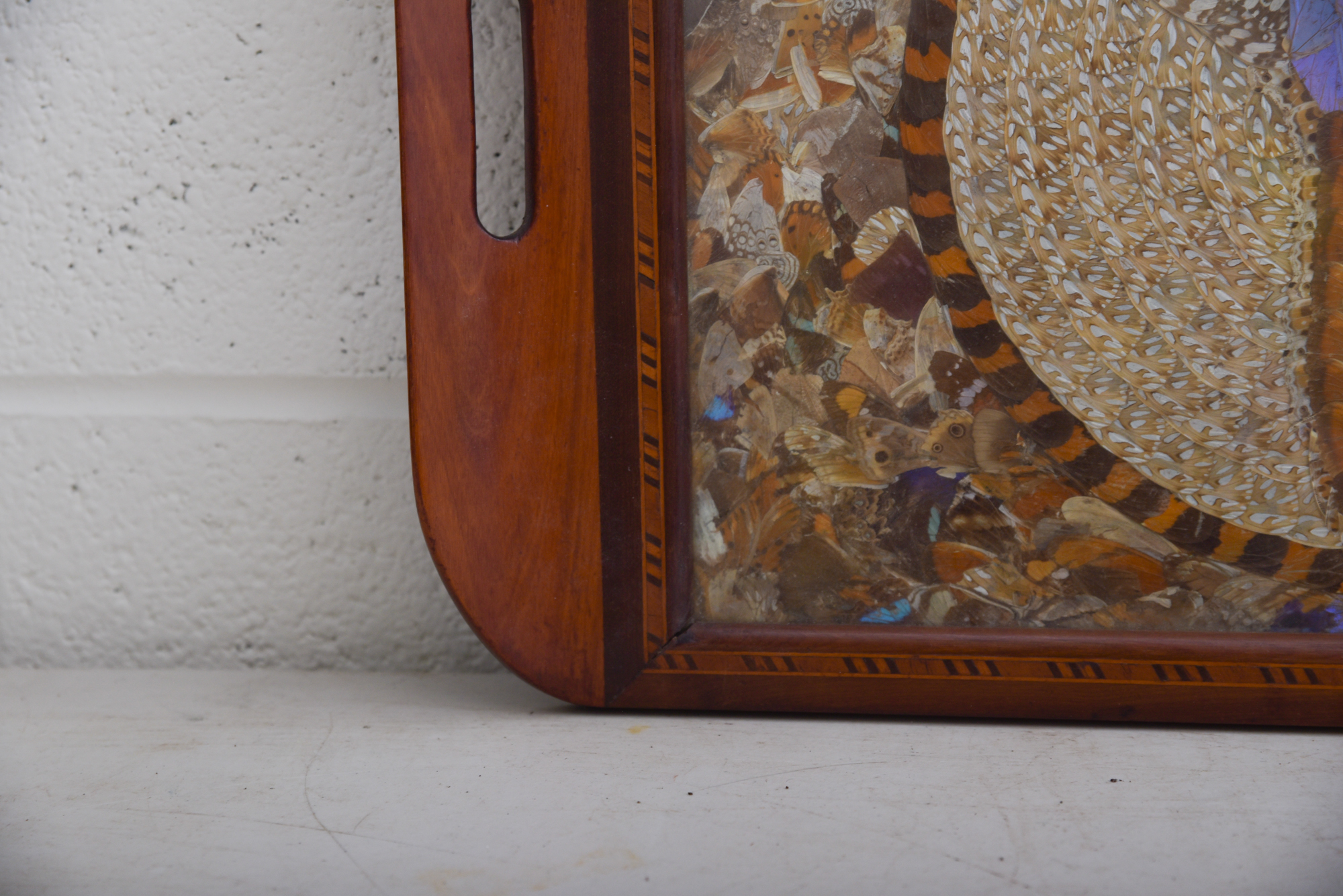 Butterfly Wing Collage Serving Tray Depicting Depicting South America