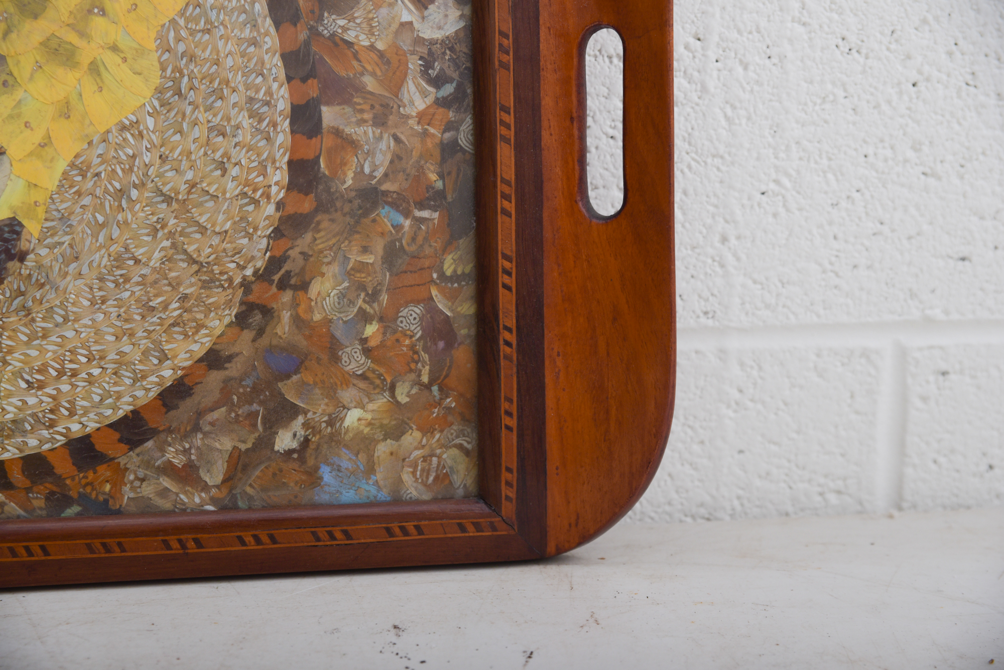 Butterfly Wing Collage Serving Tray Depicting Depicting South America