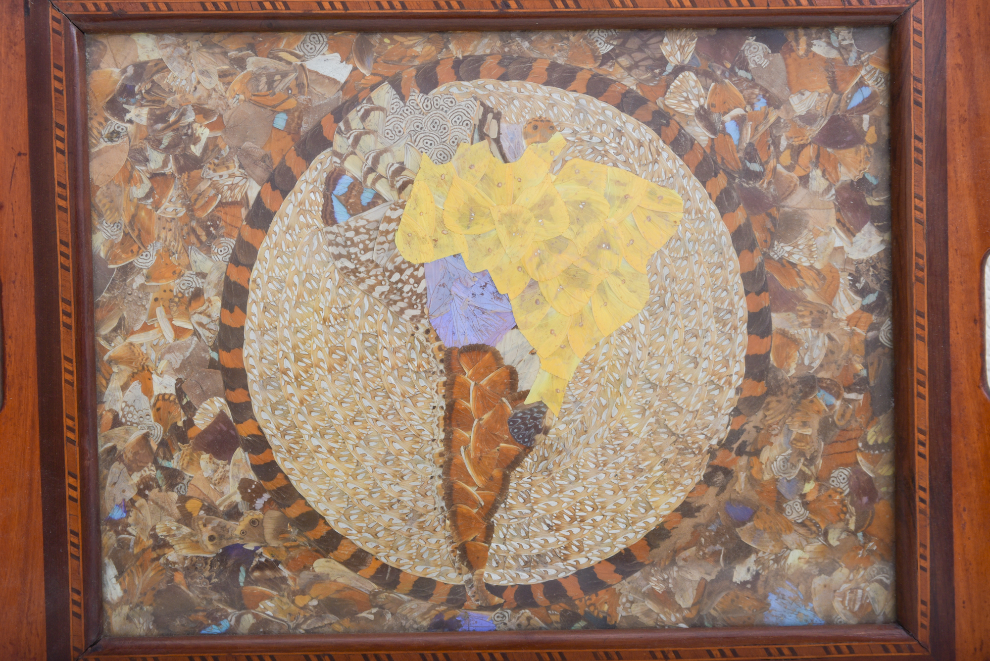 Butterfly Wing Collage Serving Tray Depicting Depicting South America
