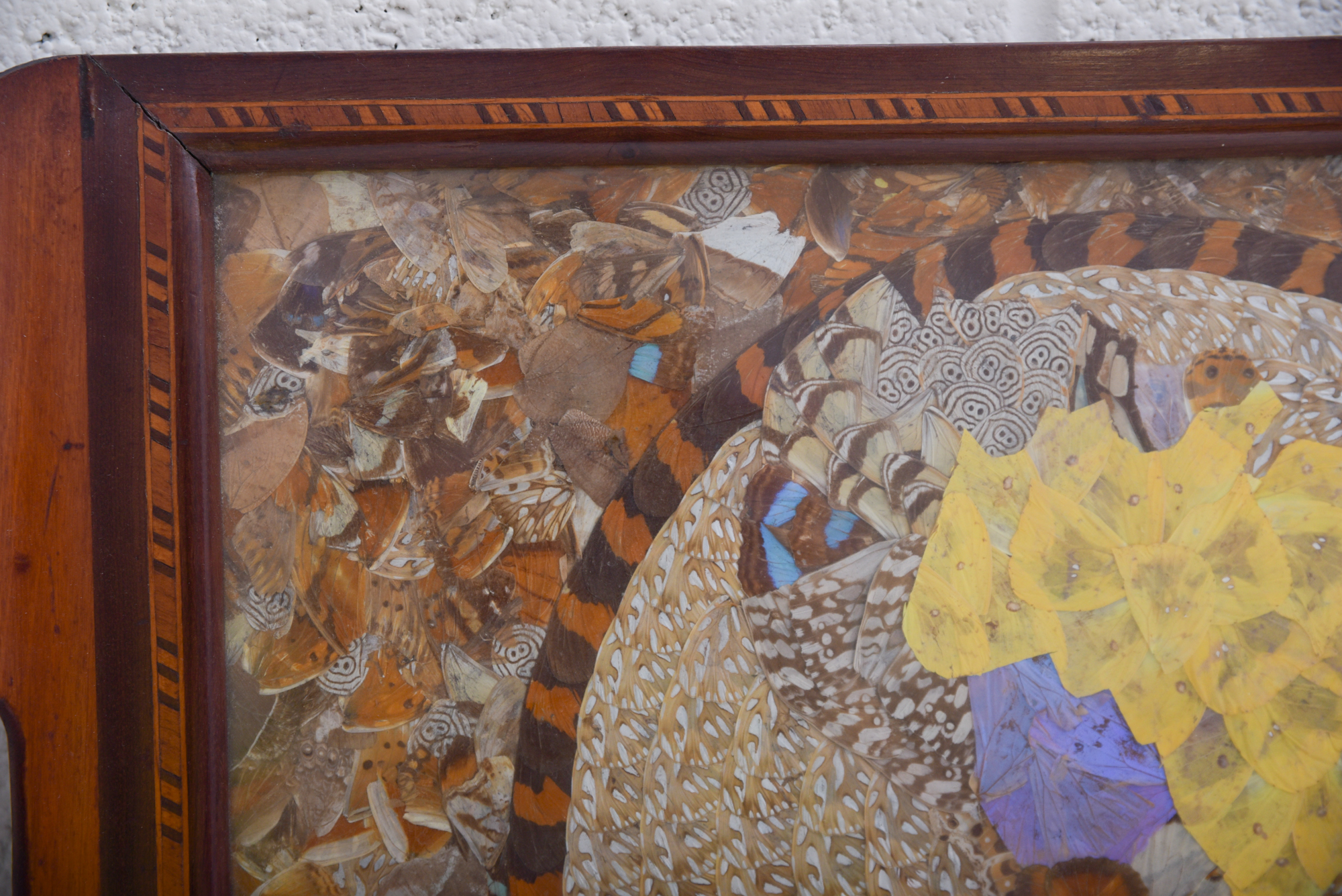 Butterfly Wing Collage Serving Tray Depicting Depicting South America