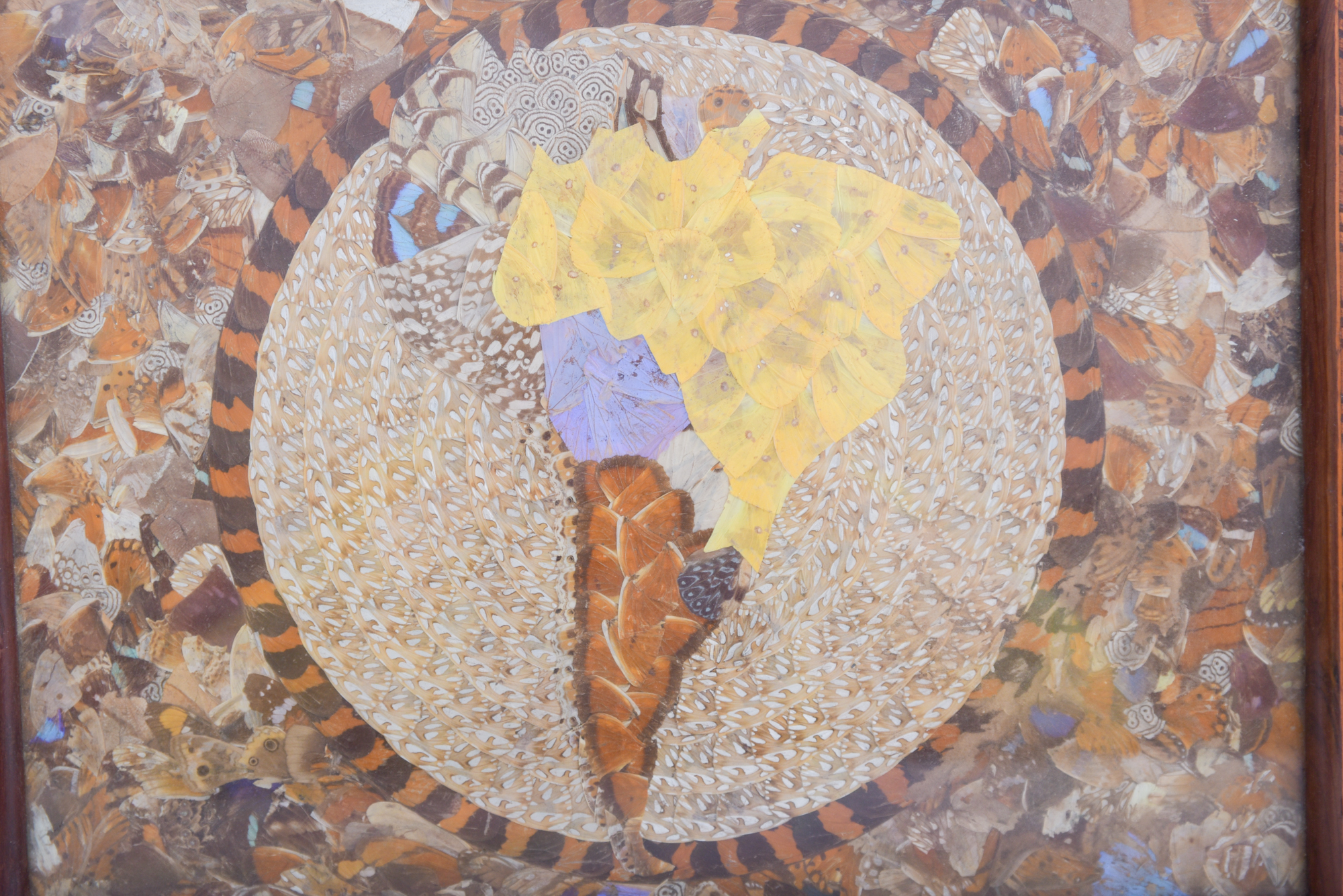 Butterfly Wing Collage Serving Tray Depicting Depicting South America