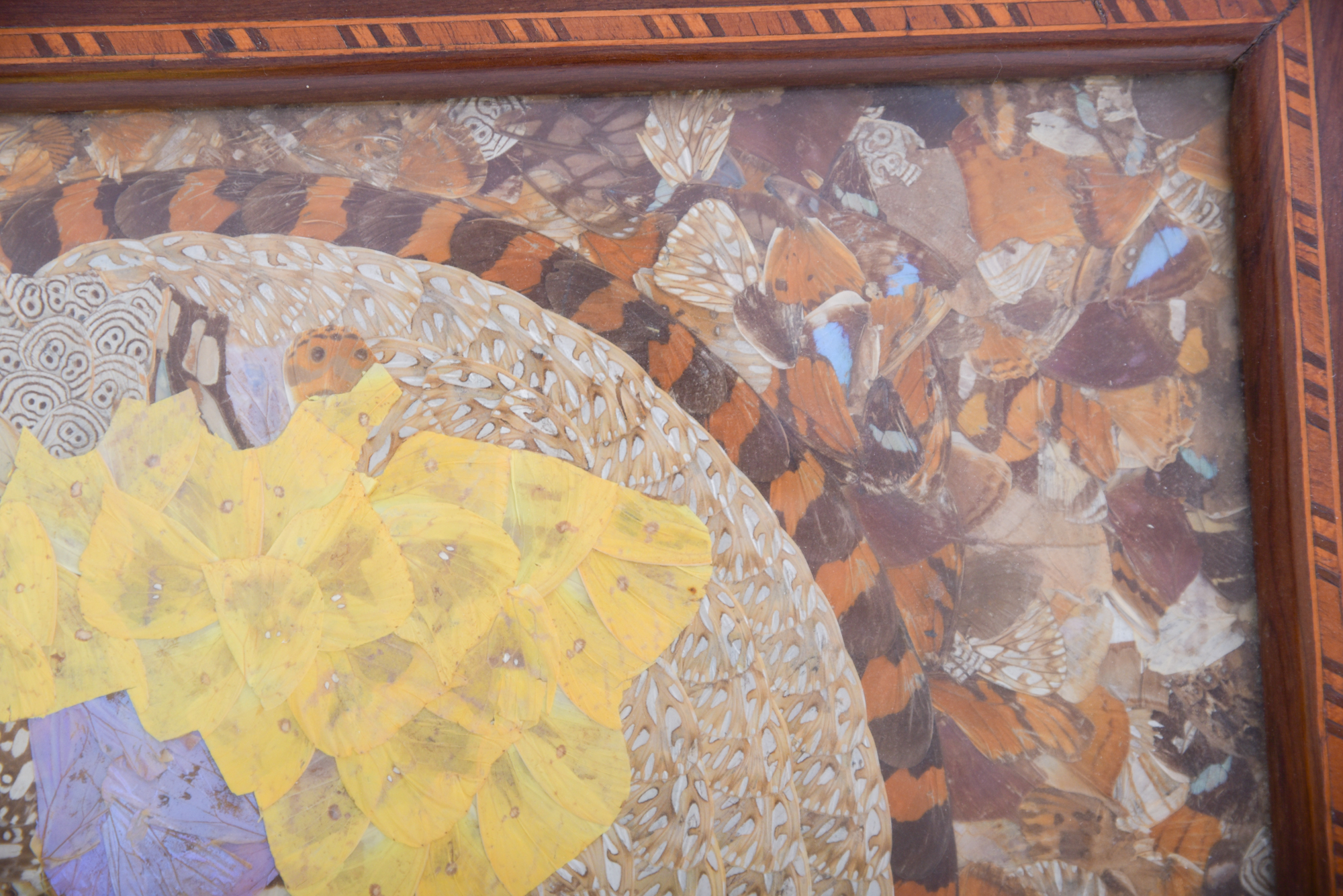 Butterfly Wing Collage Serving Tray Depicting Depicting South America