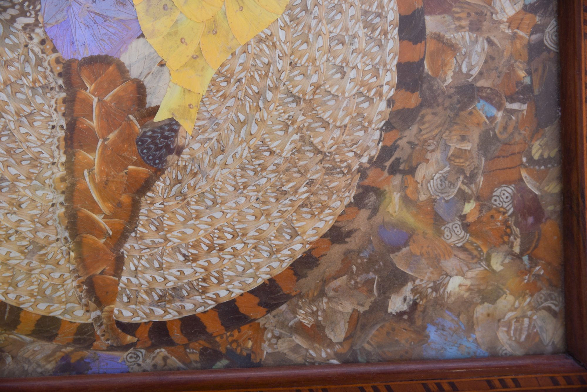 Butterfly Wing Collage Serving Tray Depicting Depicting South America