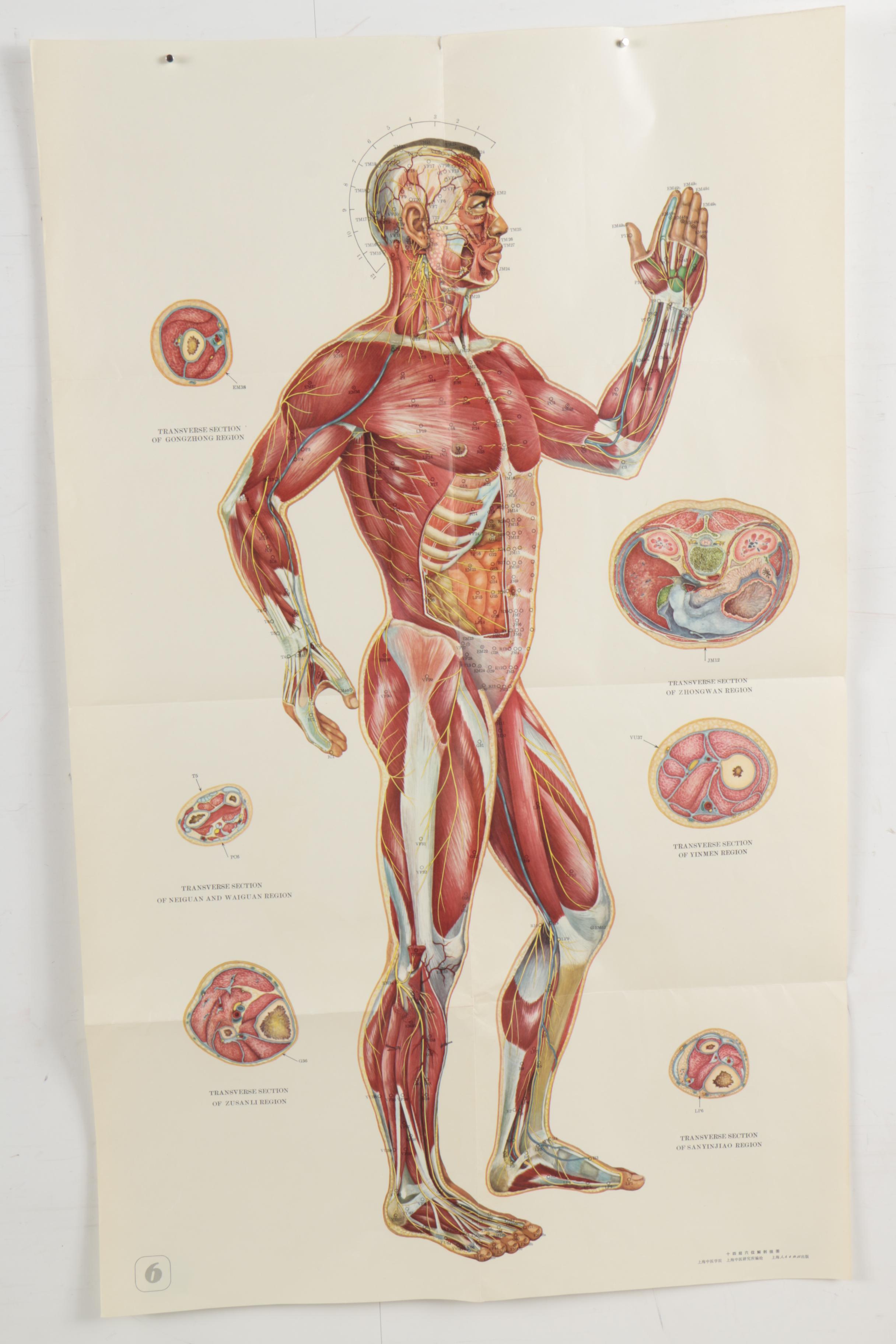 Offset Lithograph Poster of Anatomical Acupuncture Medical Chart