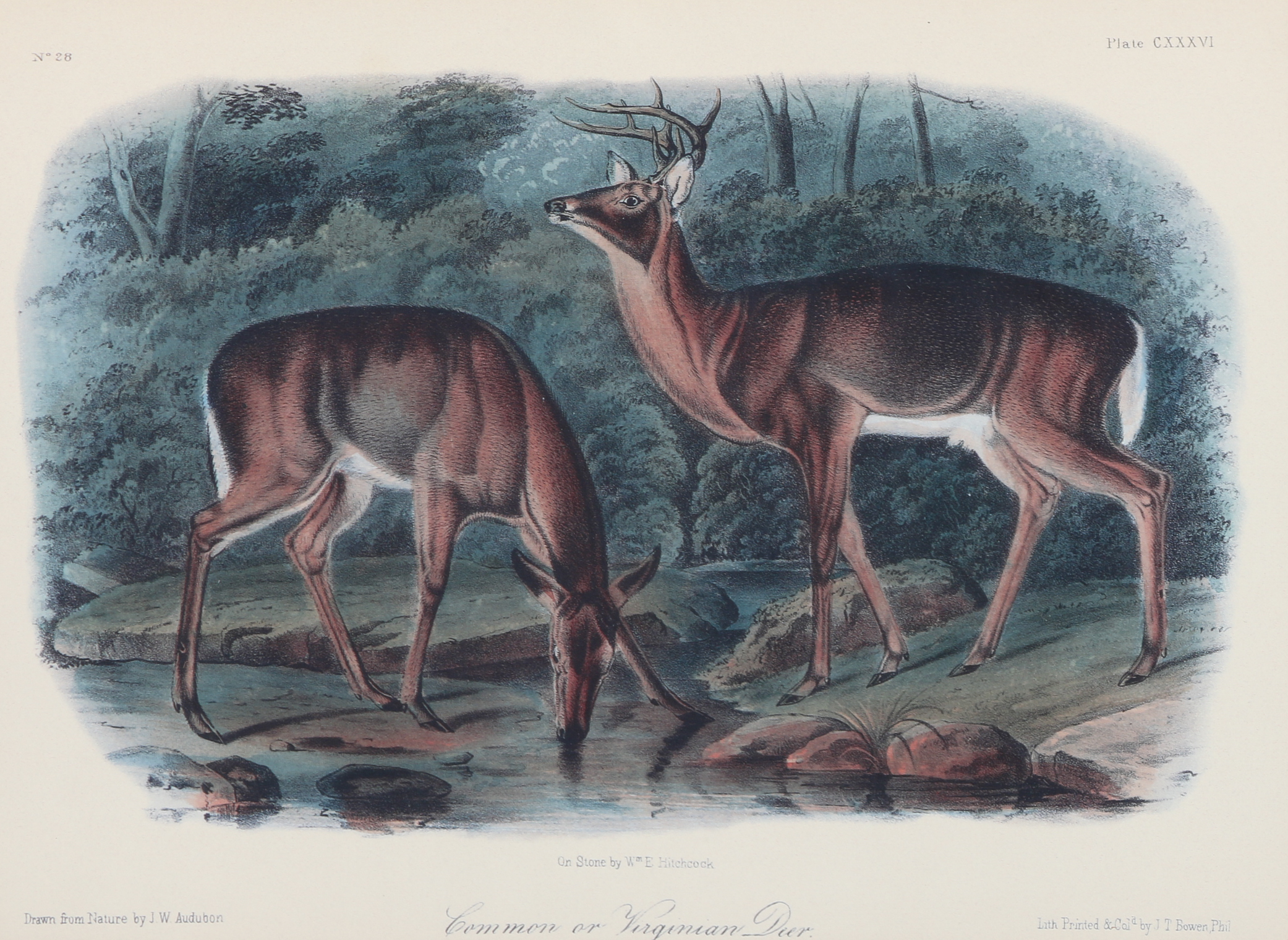 Offset Lithograph After John Woodhouse Audubon "Common or Virginian Deer"
