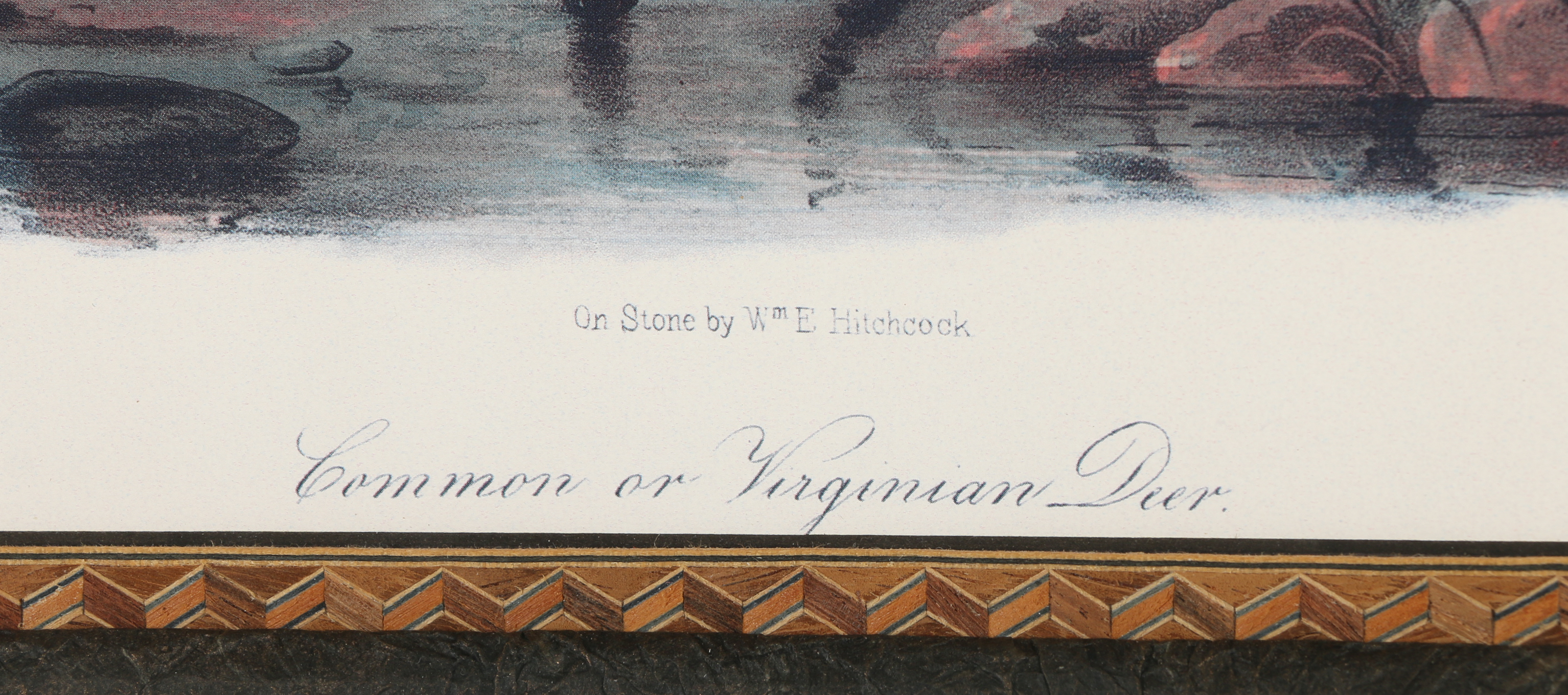 Offset Lithograph After John Woodhouse Audubon "Common or Virginian Deer"