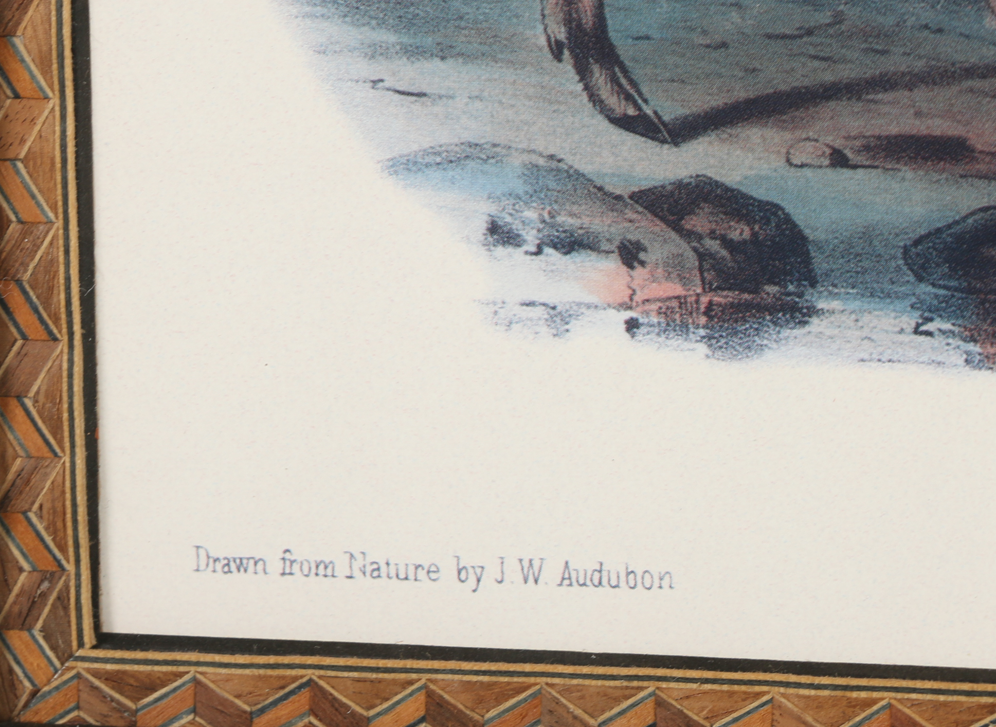Offset Lithograph After John Woodhouse Audubon "Common or Virginian Deer"